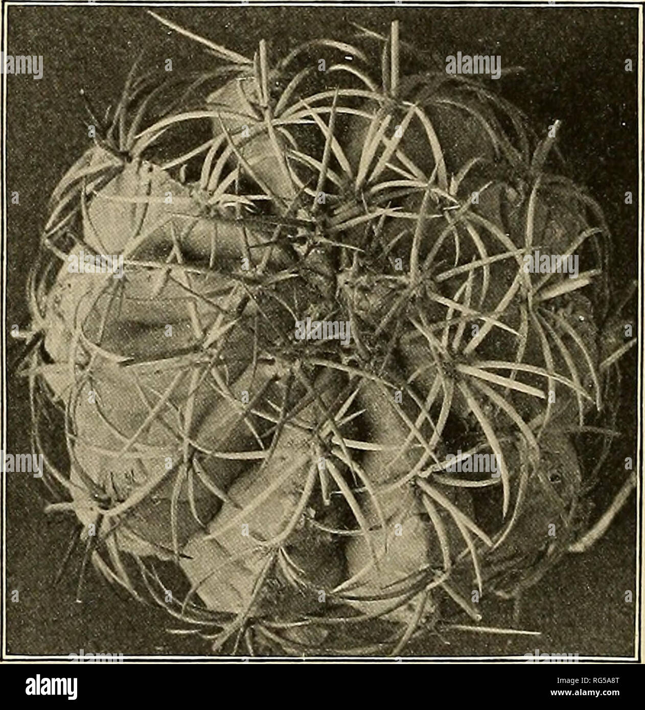 . The Cactaceae : descriptions and illustrations of plants of the cactus family. . Fig. 248.—Cactus zehntneri. Fig. 249.—Cactus sp. 18. Cactus neryi (Schumann). Melocactus neryi Schumann, Monatsschr. Kakteenk. 11: 168. 1901. More or less depressed, 10 to 11 cm. high, 13 to 14 cm. in diameter, crowned by a small cephalium a little broader than high; ribs 10, broad and low; radial spines 7 to 9, terete, spreading outward, 2.5 cm. long; flowers 2.2 cm. long; stigma-lobes greenish; fruit clavate, red. Type locality: Araca-Fluss, Brazil. Distribution: State of Amazonas, Brazil. The plant is known t Stock Photo