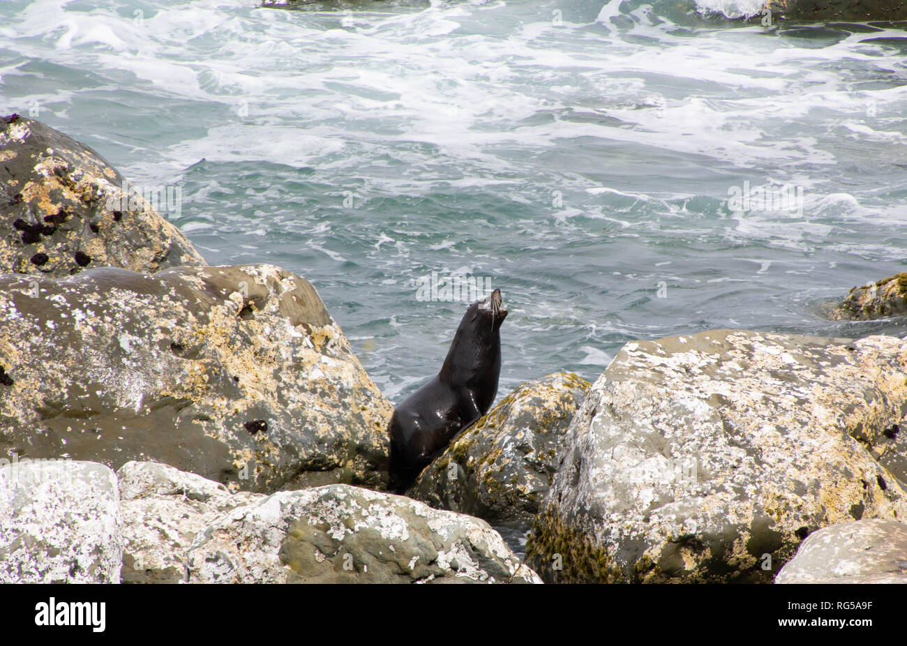 Seals on Beach In New Zealand Stock Photo Alamy