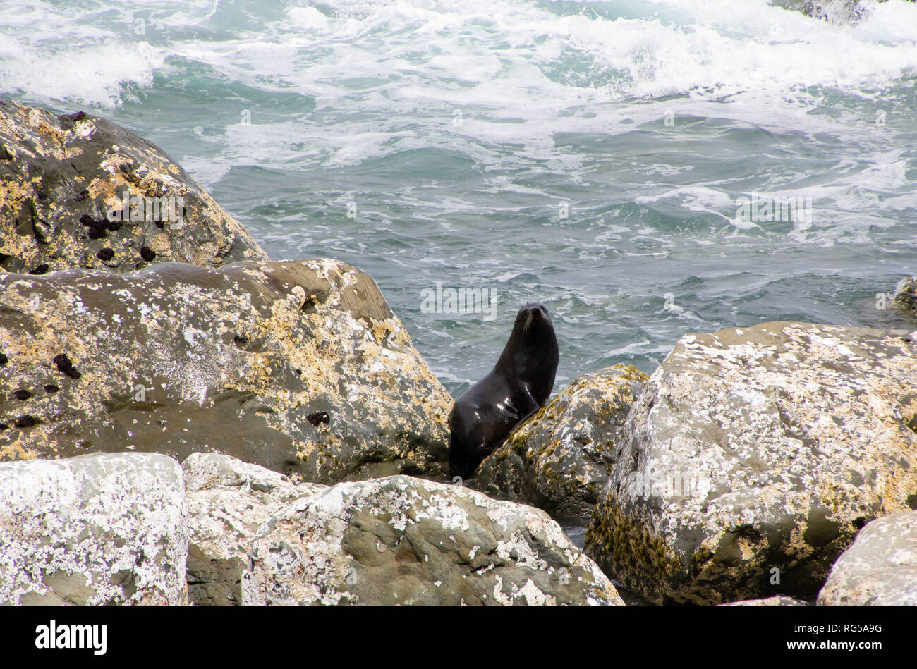 Seals on Beach In New Zealand Stock Photo Alamy