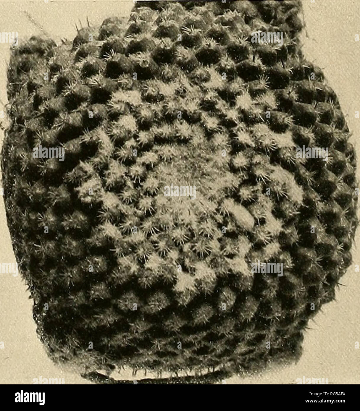 . The Cactaceae : descriptions and illustrations of plants of the cactus family. 164 THE CACTACEAE. Figure 181 is a reproduction of the photograph mentioned above; figure 183 shows the seed and spine-cluster of the type. 147. Neomammillaria tacubayensis (Fedde). Mammillaria tacubayensis Fedde, Nov. Gen. Sp. Ind. 1905. 443. 1905. Globose, 3 to 5 cm. in diameter; radial spines 35 to 40, white, 3 to 5 mm. long; central spines I, black, 5 to 6 mm. long, hooked; flower 1.5 cm. long. Type locality: Near Tacubaya, Mexico. Distribution: Mexico, but range unknown. We know the plant only from the origin Stock Photo