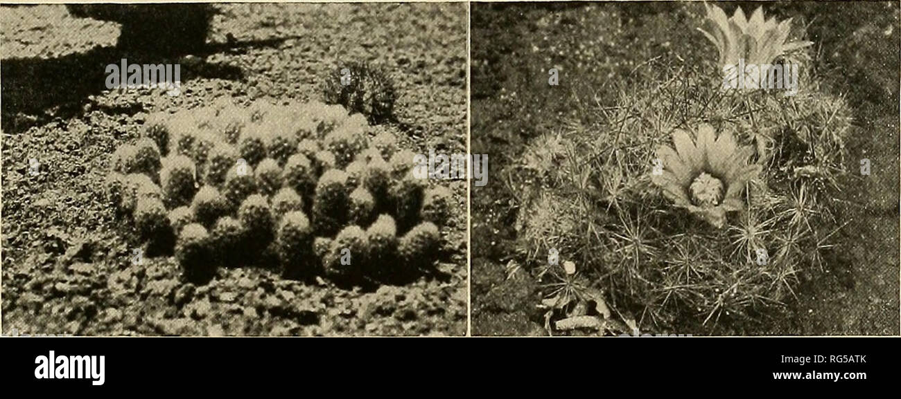 . The Cactaceae : descriptions and illustrations of plants of the cactus family. NEOMAMMILLARIA. 125 Mammillaria granulata Meinshausen (Wochenschr. Gartn. Pflanz. i: 264. 1858; Cactus granulatus Kuntze, Rev. Gen. PI. i: 260. 1891) was described without the flowers and fruit being known and it has never been identified. Meinshausen says that it has the habit of M. pusilla, but he considered it different otherwise. Cactus stellaris was given by Haworth (Suppl. PI. Succ. 72. 1819) instead of C. stellatus Willdenow. Mammillaria pusilla cristata (Schelle, Handb. Kakteenk. 249. 1907) is probably onl Stock Photo