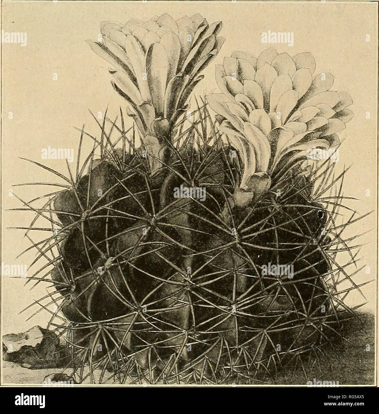 . The Cactaceae : descriptions and illustrations of plants of the cactus family. Fig. i 68.—Gymnocalycium anisitsii.. Fig. 169.—Gymnocalycium monvillei.. Please note that these images are extracted from scanned page images that may have been digitally enhanced for readability - coloration and appearance of these illustrations may not perfectly resemble the original work.. Britton, Nathaniel Lord, 1859-1934; Rose, J. N. (Joseph Nelson), 1862-1928. Washington : Carnegie Institution of Washington Stock Photo