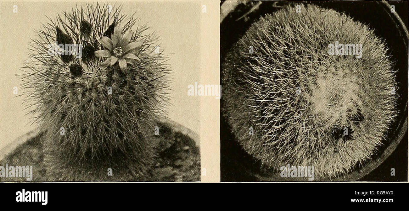 . The Cactaceae : descriptions and illustrations of plants of the cactus family. NEQMAMMILLARIA. 117 16 to 20, white, setaceous; central spines 4, black, subulate, spreading or reflexed, the lowest one longest; flowers from upper part of plant, dark red; perianth-segments oblong, acuminate. Type locality: Mexico. Distribution: Mexico, but range unknown. This species has not been recognized by recent writers, and while we have seen no specimens we believe it deserves specific rank. Schumann refers MammiUaria nigricans definitely to M. rhodantha but, it appears to us, without justification; the  Stock Photo