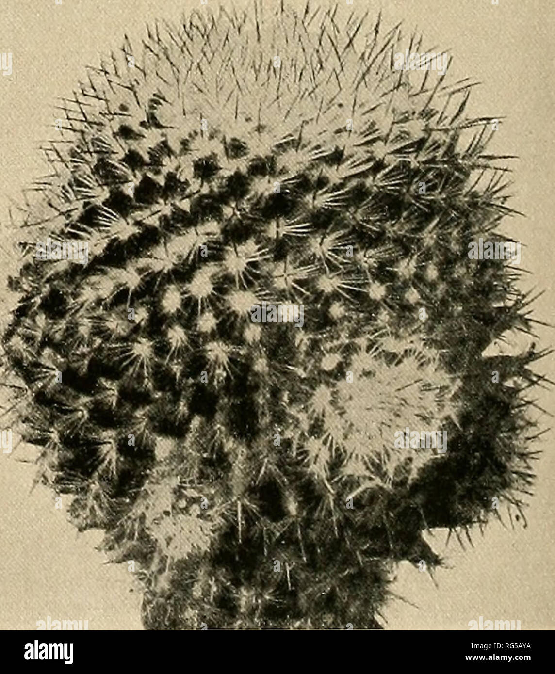 . The Cactaceae : descriptions and illustrations of plants of the cactus family. /.T!»StelHSS»»F. Fig. 122.—Neomammillaria phaeacantha. Fig. 123.—Neomammillaria graessneriana. Globose or somewhat depressed, green; axils of tubercles woolly; tubercles conic, hardly, if at all, angled; spine-areoles small, yellowish tomentose (probably so only when young); radial spines. Please note that these images are extracted from scanned page images that may have been digitally enhanced for readability - coloration and appearance of these illustrations may not perfectly resemble the original work.. Britton Stock Photo