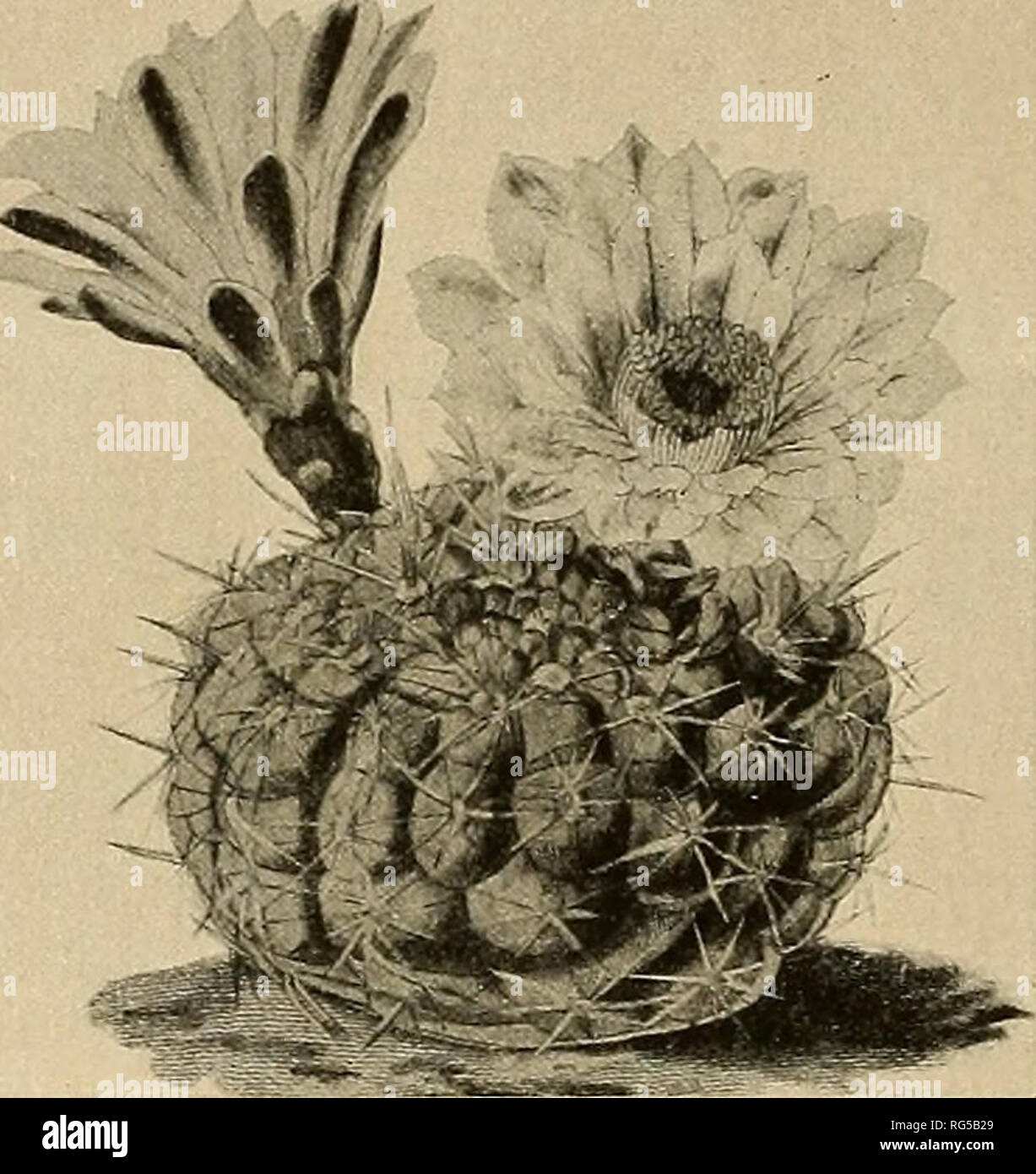 . The Cactaceae : descriptions and illustrations of plants of the cactus family. . Fig. 163.—Gymnocalycium denudatum. Fig. 164.—Gymnocalycium leeanum. Illustrations: Martius, Fl. Bras. 42: pi. 50, f. 1; Mollers Deutsche Gart. Zeit. 25: 474. f. 6, No. 3; Bliihende Kakteen 1: pi. 59; Schumann, Gesamtb. Kakteen f. 72; Monatsschr Kakteenk. 3: 158. f. I; 14: 41; 29: 141; Link and Otto, Icon. PL Rar. pi. 9; Schelle, Handb Kakteenk. 188. f. 119, as Echinocactus denudatus; De Laet, Cat. Gen. f. 10; Tribune Hort. 4: pi. 139, as E. denudatus var.; Schelle, Handb. Kakteenk. 189. f. 120, as E. denudatus b Stock Photo