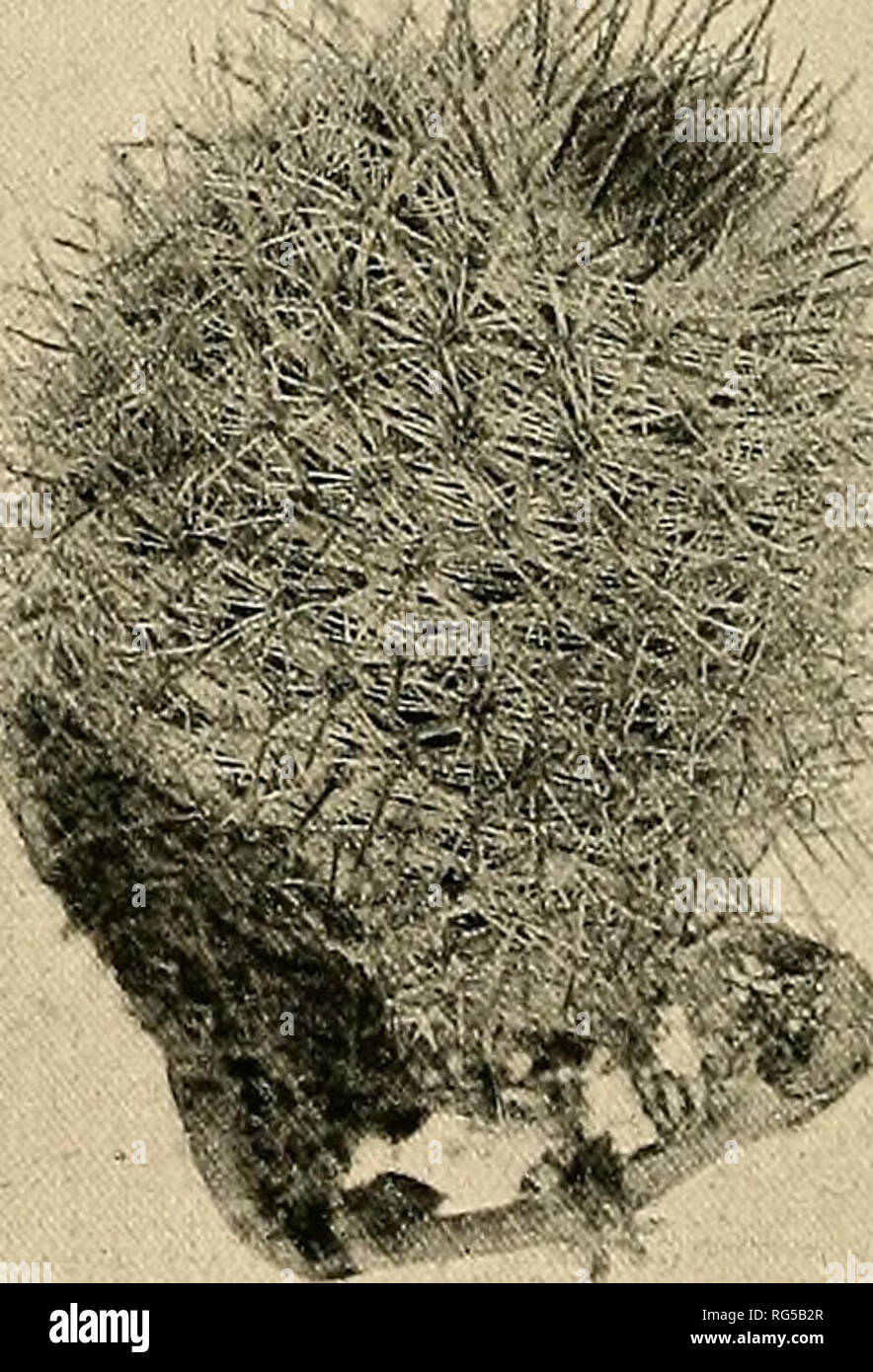 . The Cactaceae : descriptions and illustrations of plants of the cactus family. . Fig. 116.—Neomammillaria celsiana. 68. Neomammillaria celsiana (Lemaire). Manunillaria celsiana Lemaire, Cact. Gen. Nov. Sp. 41. 1839. Mammillaria miiehlenpfordiii Forster, AUg. Gartenz. 15: 49. 1847. Mammillaria schaeferi Fennel, Allg. Gartenz. 15: 66. 1847. Mammillaria schaeferi longispijia Haage, Hamb. Gartenz. 17: 160. 1861. Cactus muehlenpfordtii Kuntze, Rev. Gen. PL i: 260. 1891. Cactus celsianus Kuntze, Rev. Gen. PL i: 261. 1891. Cactus schaeferi Kuntze, Rev. Gen. PL i: 261. 1891. {?) Mammillaria perringi Stock Photo
