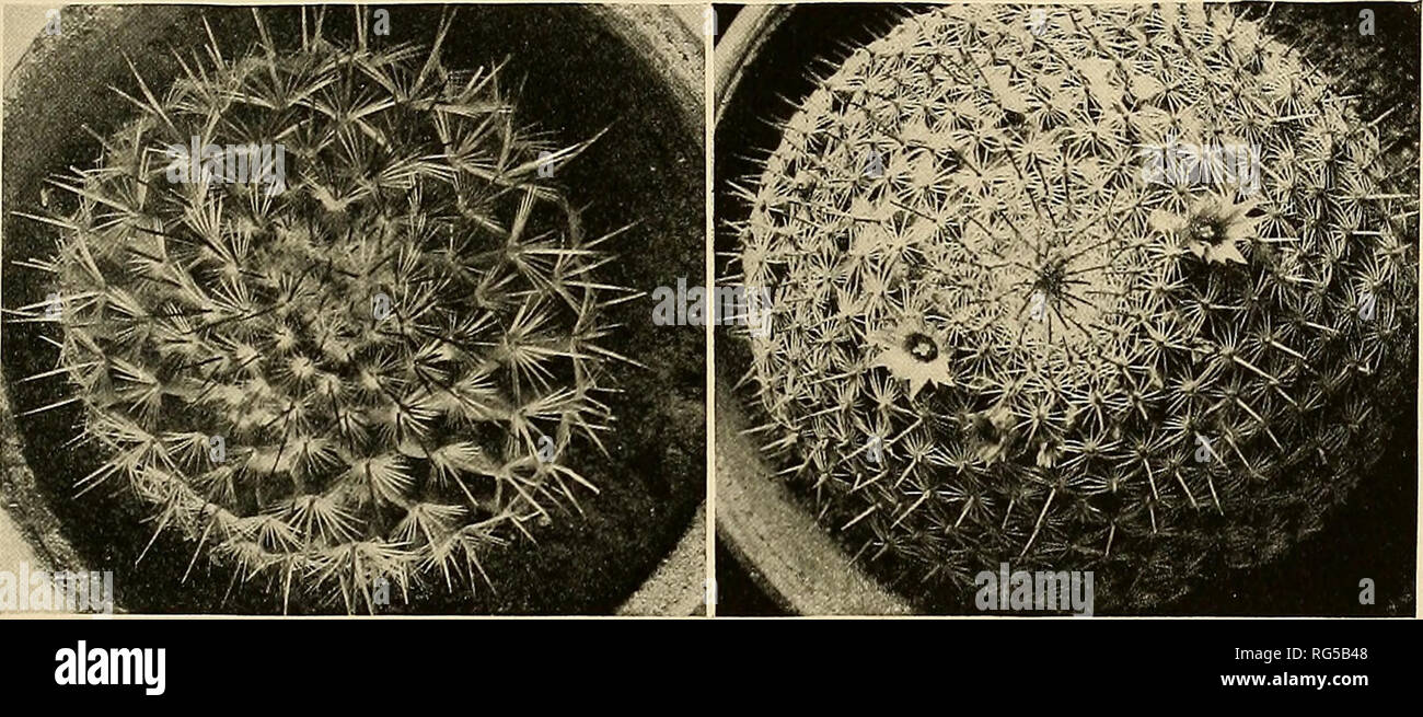 . The Cactaceae : descriptions and illustrations of plants of the cactus family. NEOMAMMILLARIA. Ill Figure 112 is reproduced from the first illustration cited above. Nicholson recorded the receipt of the plant figured by him from Haage. 64. Neomammillaria perbella (Hildmann). Mammillaria perbella Hildmann in Schumann, Gesamtb. Kakteen 567. 1898. Solitary or somewhat cespitose, depressed-globose, glaucous-green; tubercles short-conic, their axils lanate; radial spines 14 to 18, i to 1.5 mm. long, setaceous, white; central spines 2, very short (4 to 6 mm. long); flowers 9 to 10 mm. long, reddis Stock Photo