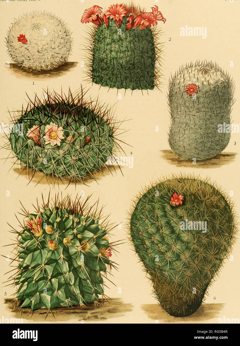 . The Cactaceae : descriptions and illustrations of plants of the cactus family. . ^3r??^^^^v^&quot;—' ' M. E, Eaton del. jnooisc. a*m 1. Flowering plant of Neomammilla7-ia pseudoperbella. 4. Flowering plant oi Neomanimillaria amoena. 2. Top of flowering plant of yVfwwrtwwzz7/arzaj-/'Z7Z(7«m»za. 5. '^oyi&amp;rroT(,^^QiKeomammillaria polyedra. 3. Flowering plant of Neomammillaria dealbata. 6. 'BXo^^x'm'gT^sl'i.^Xoi Neomammillaria celsiana.. Please note that these images are extracted from scanned page images that may have been digitally enhanced for readability - coloration and appearance Stock Photo
