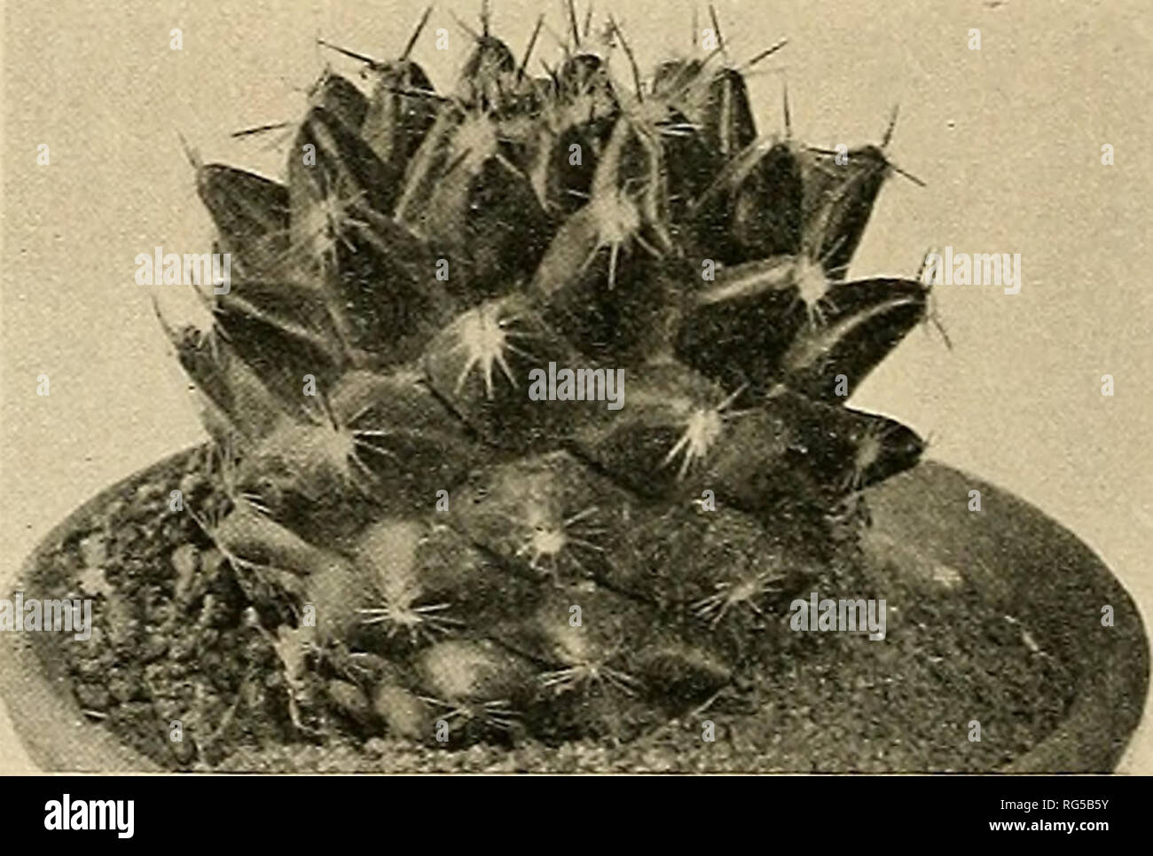 . The Cactaceae : descriptions and illustrations of plants of the cactus family. . Fig. 112.—Xeomammillaria haageana. Fig. 113.—Neomammillaria mundtii. 63. Neomammillaria haageana (Pfeiffer). Mammillaria haageana Pfeiffer, Allg. Gartenz. 4: 257. 1836. Mammillaria diacantha Haage in Steudel, Nom. ed. 2. 2: 96. 1841. Not LemaLre, 1838. Mammillaria haageana validior Monnlle in Labouret, Monogr. Cact. 54. 1853. Cactus haageaniis Kuntze, Rev. Gen. PI. i: 260. 1891. Somewhat cespitose, the individual plants globose or somewhat elongated in age; axils slightly woolly; radial spines about 20, radiati Stock Photo