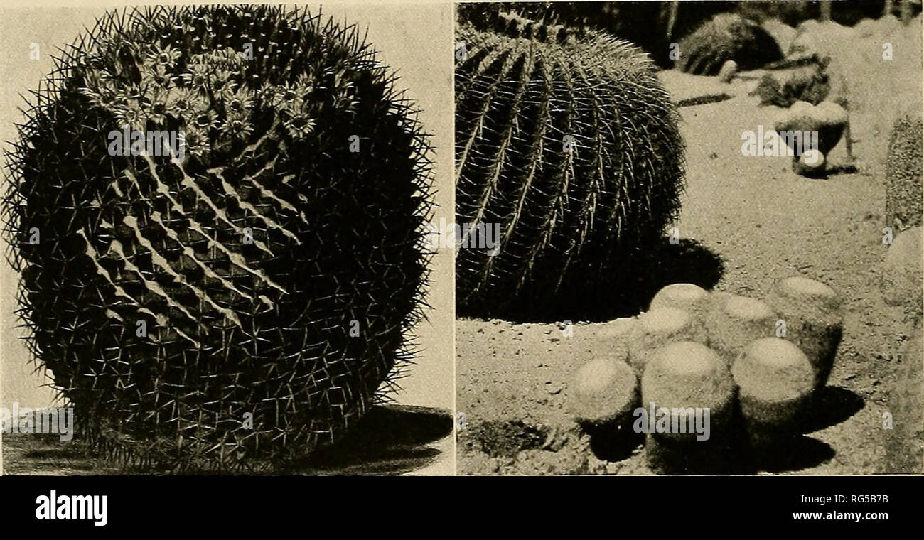 . The Cactaceae : descriptions and illustrations of plants of the cactus family. io8 THE CACTACEAE. which have passed as M. elegans have recently been described as MammiUaria pseiido- perhella and .1/. perbella. MammiUaria supertexta caespitosa Monville (Salm-Dyck, Cact. Hort. Dyck. 1844. 6. 1845) is only a name; ill. supertexta compacta Scheidweiler (Labouret, Monogr. Cact. 61. 1853) was given as a synonym of M. supertexta tetracantha but may not belong here. The name MammiUaria leucocephala Hortus is given by Pfeiffer as a synonym of M. acanthophlegma. M. recta Miquel (Labouret, Monogr. Cact Stock Photo