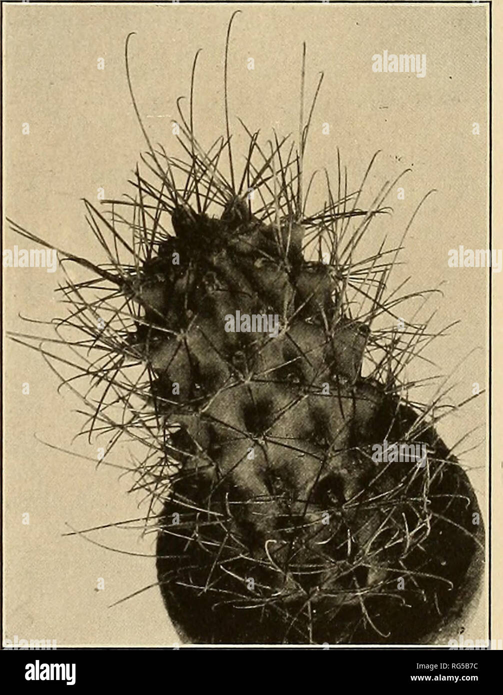 . The Cactaceae : descriptions and illustrations of plants of the cactus family. . Figs. 153 and 153a.âFerocactus uncinatus. its synonyms: Echinocactus longihamatus sinuatus Weber (Monatsschr. Kakteenk. 12: 69. 1902), Echinocactus longihamatus bicolor (Monatsschr. Kakteenk. 3: 140. 1893), &amp;â longi- hamatus deflexispinus (Monatsschr. Kakteenk. 12: 69. 1902), E. longihamatus insignis (Monatsschr. Kakteenk. 12: 69. 1902), and E. texensis treculianus (Forster, Handb. Cact. ed. 2. 504. 1885). Echinocactus deflexispinus Gruson (Schumann, Gesamtb. Kakteen 343. 1898) was never described; it was co Stock Photo