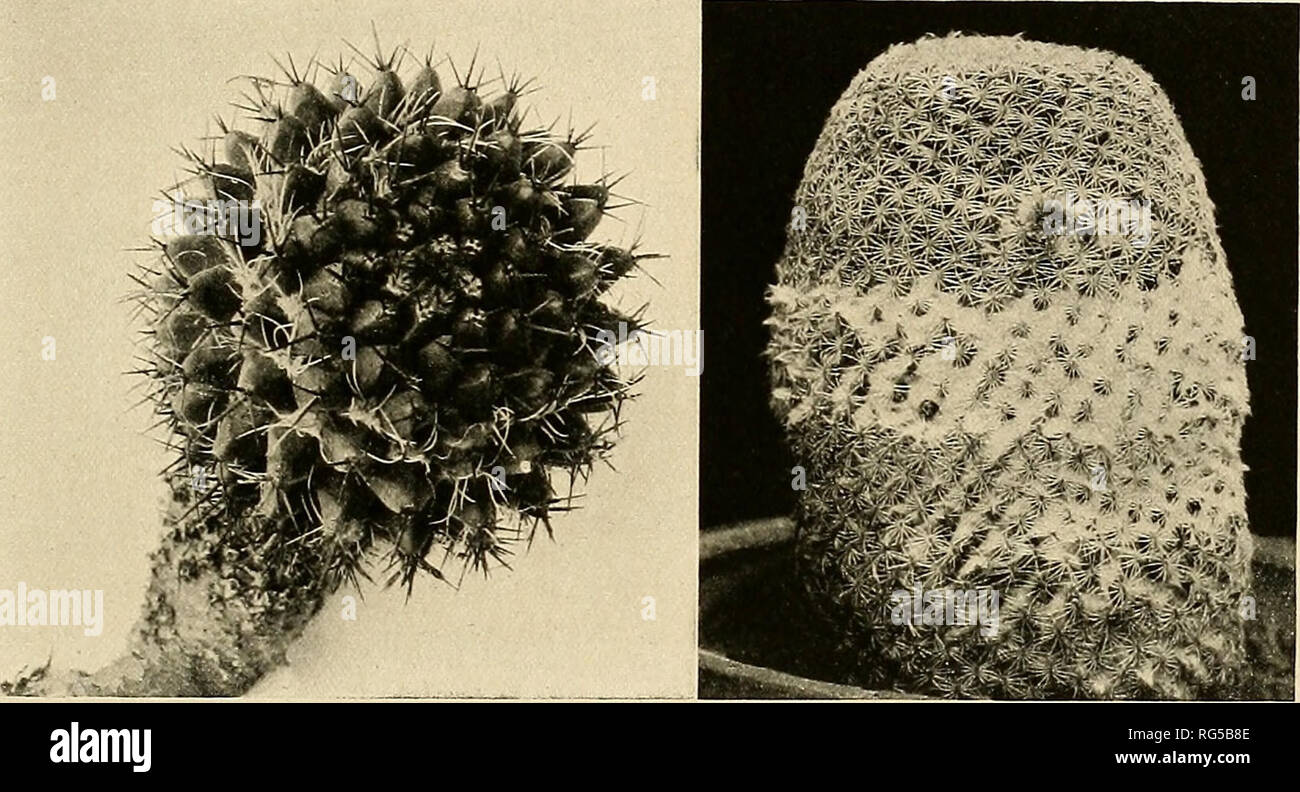 . The Cactaceae : descriptions and illustrations of plants of the cactus family. N^OMAMMII.I.ARIA. 105 Salm-Dyck (Cact. Hort. Dyck. 1849. 15. 1850) mentions MammiUaria kewensis var. albispina and also M. spectabilis Hortus as synonyms. This plant was named for the Royal Botanic Gardens, Kew. Illustration: Mollers Deutsche Gart. Zeit. 25: 475. f. 8, No. 3, as MammiUaria kewensis. Figure 106 is reproduced from a photograph sent us by L. Quehl in 1921. 57. Neomammillaria subpolyedra (Salm-Dyck). MammiUaria subpolyedra Salm-Dyck, Hort. Dyck. 343. 1834. Cactus subpolyedrus Kuntze, Rev. Gen. PI. i:  Stock Photo