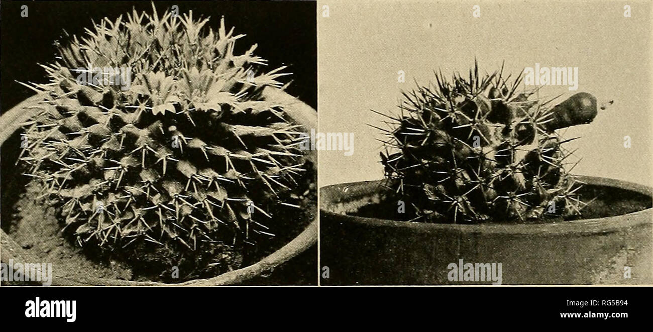 . The Cactaceae : descriptions and illustrations of plants of the cactus family. I04 THE CACTACEAE. 54. Neomammillaria napina (Purpus). Mammillan'a napina Purpus, Monatsschr. Kakteenk. 22: 161. 1912. Roots thick, but when in a cluster of 3 or 4 somewhat spindle-shaped; plants globose, 4 to 6 cm. in diameter; tubercles low, terete in section, not at all milky; spines all radial, 10 to 12, pectinate, white or yellowish, spreading and interlacing; flowers unknown. Type locality: Mountains west of Tehuacan, Mexico. Distribution: Southern Alexico. The plant was collected by C. A. Purpus in 1911. In Stock Photo