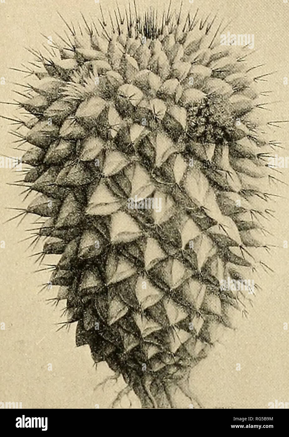 . The Cactaceae : descriptions and illustrations of plants of the cactus family. . Fig. 100.—Neomammillaria pyrrhocephala. Fig. ioi.—Neomammillaria polyedra. Mammillaria anisacantha Hortus first appeared as a synonym of M. polyedra anisa- cantha Salm-Dyck (Cact. Hort. Dyck. 1844. 11. 1845) and then as a synonym of M. polyedra laevior Salm-Dyck (Cact. Hort. Dyck. 1849. 17. 1850); neither of the varieties was here described, but the latter was briefly characterized by Labouret. Mammillaria scleracantha is cited from Monville's Catalogue of 1846 but we have not seen this publication; it does occu Stock Photo