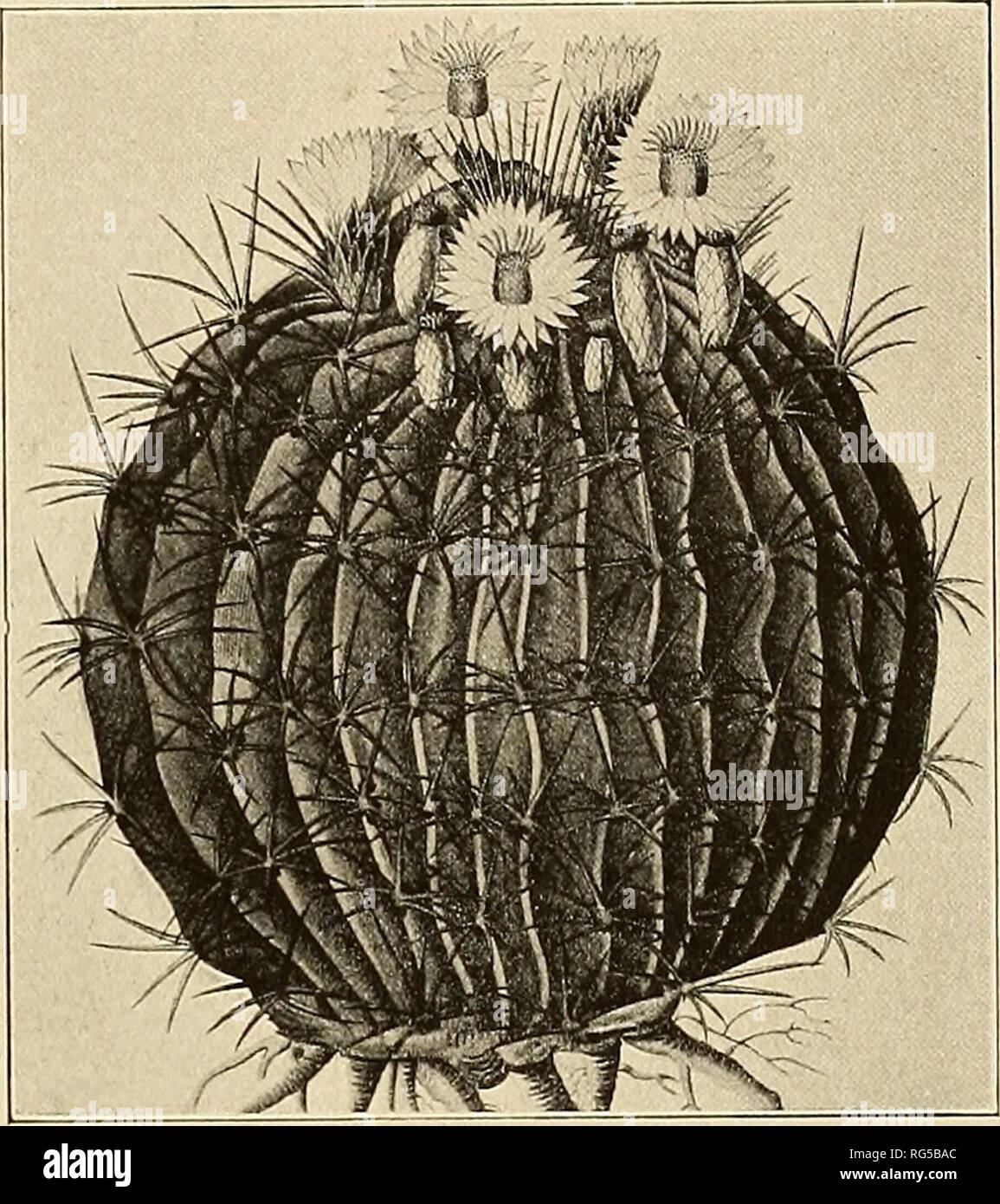 . The Cactaceae : descriptions and illustrations of plants of the cactus family. FEROCACTUS. 139 Echinocactus pfersdorffii Hortus may be referable here. It is probable that E. pfers- dorffii Hildmann Catalogue (Monatssehr. Kakteenk. 5: 92. 1905) is the same, but neither was accompanied by a description. In cultivation this plant is simple, depressed-globose, 4.5 dm. in diameter, but in the wild state sometimes cylindric and up to 6 dm. high, and described as proliferous; ribs 20, perhaps even more, acute; areoles rather large, distant; radial spines usually 8, subulate, somewhat curved, 4.5 cm Stock Photo