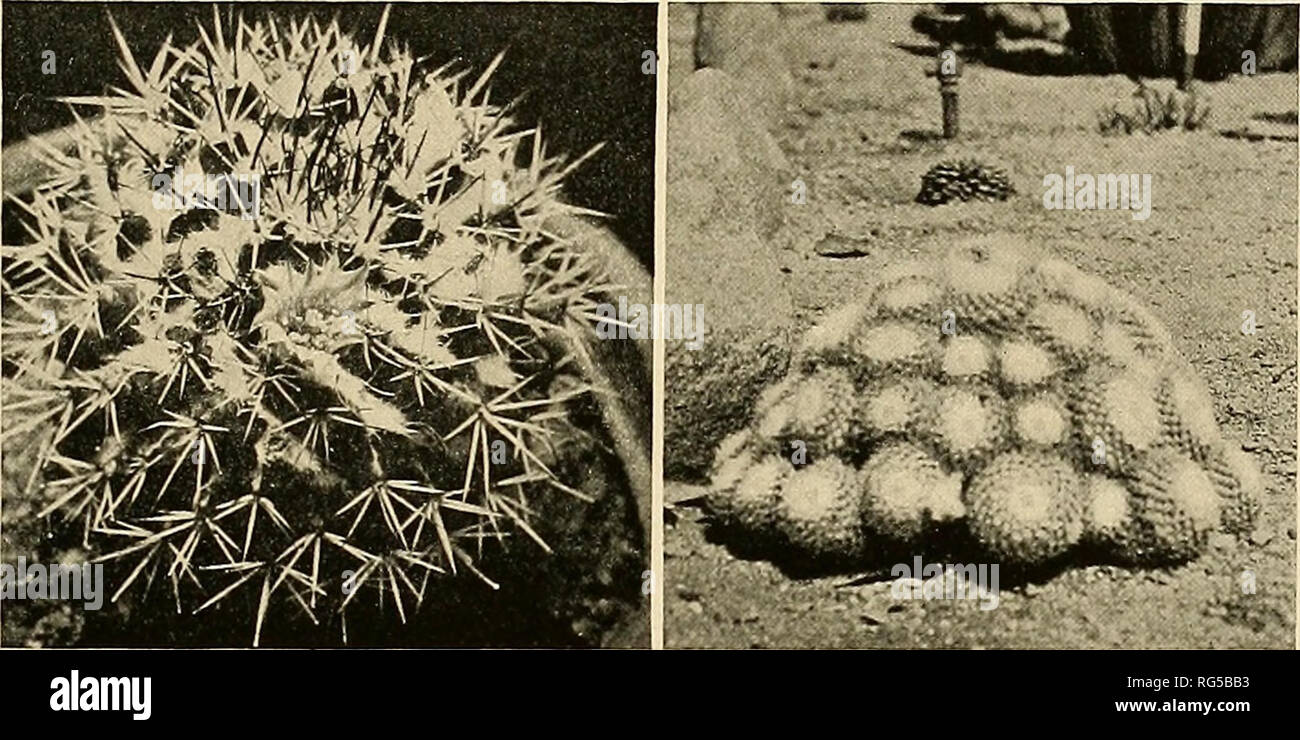 . The Cactaceae : descriptions and illustrations of plants of the cactus family. NEOMAMMILLARIA. 99 Mammillaria nivea cristata Salm-Dyck (Walpers, Repert. Bot. 2: 270. 1843) is only a name. M. nivea wendlei Pfeiffer (Labouret, Monogr. Cact. 57. 1853) was given as a synonym of M. hicolor. To this relationship we would refer the plant which has long been known in collections tmder the name of Mammillaria poiosina* and M. potosina var. longisphia. It resembles M. celsiana in the spines, but the tubercles are milky and the stem is more elongated. We have seen the following illustration: Mollers De Stock Photo