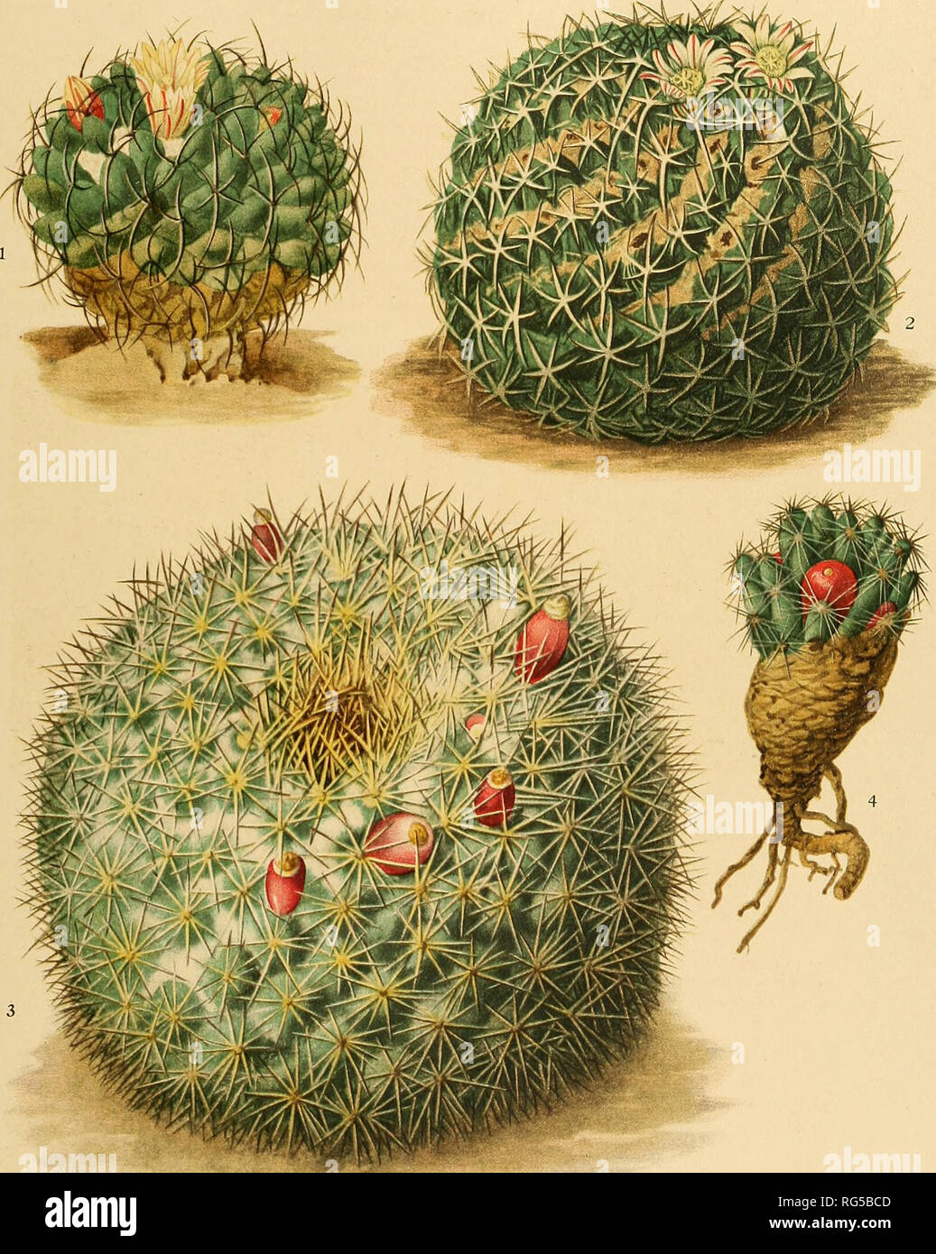. The Cactaceae : descriptions and illustrations of plants of the cactus family. BRITTON AND ROSE, VOL. fV. M. E. Eaton del. I, 4 E. I. Schutt del. Z D. G. PasBuaore del. 3 1. Flowering plant of Neomammillaria viagnimamma. 3. Fruiting plant of Neomammillaria gigantca. 2. Flowering plant of A^eomammillaria karwmskiana. 4. Fruiting plant of Neobesseya niissouriensis.. Please note that these images are extracted from scanned page images that may have been digitally enhanced for readability - coloration and appearance of these illustrations may not perfectly resemble the original work.. Britton, N Stock Photo