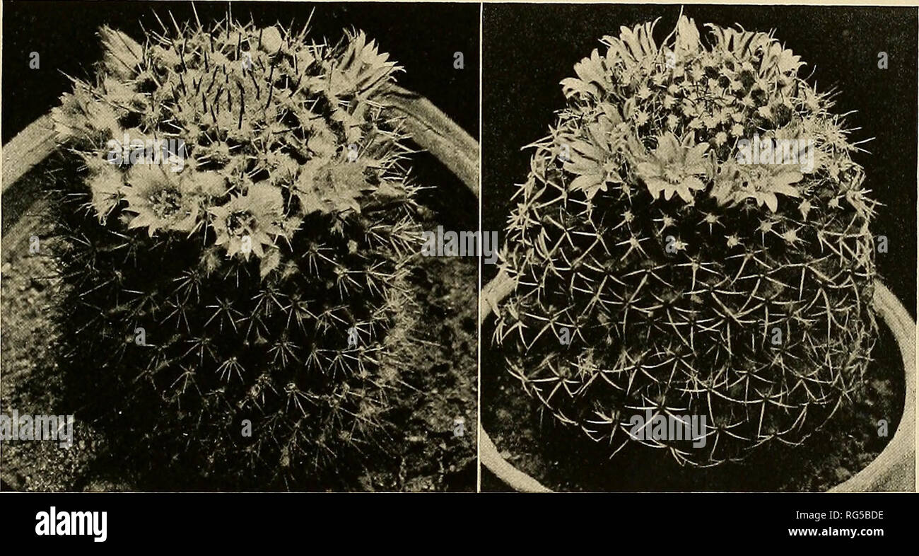 . The Cactaceae : descriptions and illustrations of plants of the cactus family. NEOMAMMILLARIA. 95 The plant is named for Federico Eichlam (1862-1911), an enthusiastic cactus collector who made very valuable discoveries in Guatemala. He published a cactus list in 1911 (Kakteen-Verzeichnis Abgeschlosen Bnde 1910). Illustrations: Monatsschr. Kakteenk. 19: 7; MoUers Deutsche Gart. Zeit. 25: 475. f. 8, No. 14, as Mammillaria eichlamii. Figure 91 is from a photograph of a plant collected in Guatemala by F. Eichlam in 38. Neomammillaria karwinsMana (Martius). Mammillaria karwinskiana Martius, Nov.  Stock Photo