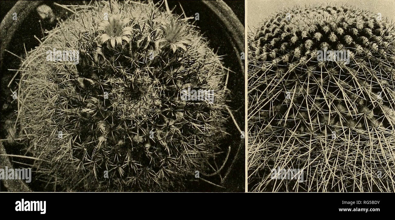 . The Cactaceae : descriptions and illustrations of plants of the cactus family. NEOMAMMILLARIA. 93 Mammillaria maschalacatUha xantotricha Monville in Labouret, Monogr. Cact. io6. 1853. Cactus funckii Kuntze, Rev. Gen. PI. i: 260. 1891. Cactus maschalacanlhus Kuntze, Rev. Gen. PI. i: 260. i8gi. Cactus leucotrichus Kuntze, Rev. Gen. PL i: 261. 1891. Cactus mulabilis Kuntze, Rev. Gen. PI. i: 261. 1891. Cactus mystax Kuntze, Rev. Gen. PL i: 261. 1891. Cactus xanthotrichiis Kuntze, Rev. Gen. PL i: 261. 1891. Globose to short-cylindric, 7 to 15 cm. high, flat-topped; tubercles in as many as 34 rows Stock Photo
