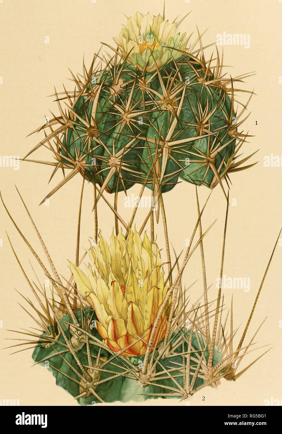 gymnocalycium saglionis Real Live Succulent Cactus Plant : Gymnocalycium saglionis main image 0
