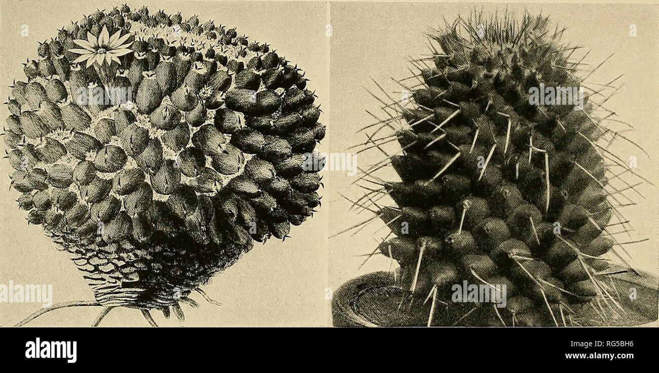 . The Cactaceae : descriptions and illustrations of plants of the cactus family. 86 THE CACTACEAE. Mammillaria flavovirens cristata Salm-Dyck (Cact. Hort. Dyck. 1849. 16. 1850) is only a name. The name Mammillaria daedalea viridis Fennel is given by Labouret (Monogr. Cact. 100. 1853) as a synonym of M. flavovirens. 26. Neomammillaria sempervivi (De Candolle). Mammillaria sempervivi De Candolle, Mem. Mus. Hist. Nat. Paris 17: 114. 1828. Mammillaria sempervivi tetracantha De Candolle, Mem. Mus. Hist. Nat. Paris 17: 114. 1828. Mammillaria caput-medusae Otto in Pfeiffer, Enum. Cact. 22. 1837. Mamm Stock Photo
