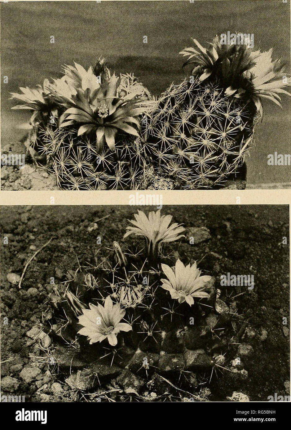 . The Cactaceae : descriptions and illustrations of plants of the cactus family. BRITTON AND ROSE. VOL. IV. 1. Coryphantha sulcata, from Sabinal, Texas. 2. Neomammillaria runyonii, from Monterey, Mexico.. Please note that these images are extracted from scanned page images that may have been digitally enhanced for readability - coloration and appearance of these illustrations may not perfectly resemble the original work.. Britton, Nathaniel Lord, 1859-1934; Rose, J. N. (Joseph Nelson), 1862-1928. Washington : Carnegie Institution of Washington Stock Photo