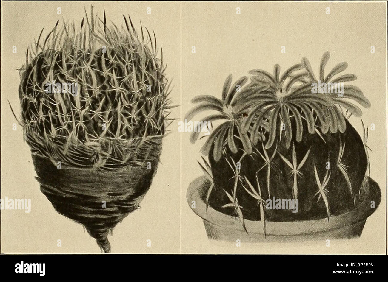 . The Cactaceae : descriptions and illustrations of plants of the cactus family. ECHINOFOSSULOCACTUS. II9 Type locality: Mexico. Distribu tio n: Mexico. Pfeiffer in 1837 attempted to identify Echinocactus obvallatus with certain plants then in the Schelhase collection, but later when he figured his plant he questioned this identifi- cation, although he did not rename it. Dietrich, however, in 1839, named the Echinocactus obvallatus Pfeiffer in part, as above. Echinocactus lancifer was used by Reichenbach (in Terscheck, Suppl. Cact. 2), but whether properly described or not we do not know. The  Stock Photo