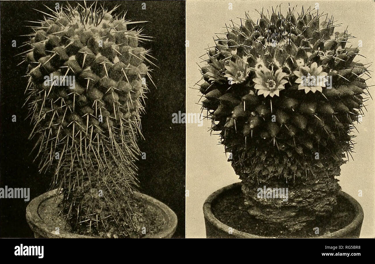. The Cactaceae : descriptions and illustrations of plants of the cactus family. NEOMAMMILLARIA. 77 Illustration: Bliihende Kakteen i: pi. 32, as Mammillaria centricirrha var. Figure 69 is from a photograph sent us by L. Quehl; figure 68 is a reproduction of the illustration cited above; figure 70 shows a plant grown in the Missouri Botanical Garden in 1905 as Cacttis neumannianus.. Figs 6y and 70.—Neomammillaria phymatothele. 13. Neomammillaria magnimamma (Haworth). Mammillaria magnimamma Haworth, Phil. Mag. 63: 41. 1824. Mammillaria divergens De Candolle, Mem. Mus. Hist. Nat. Paris 17: 113.  Stock Photo