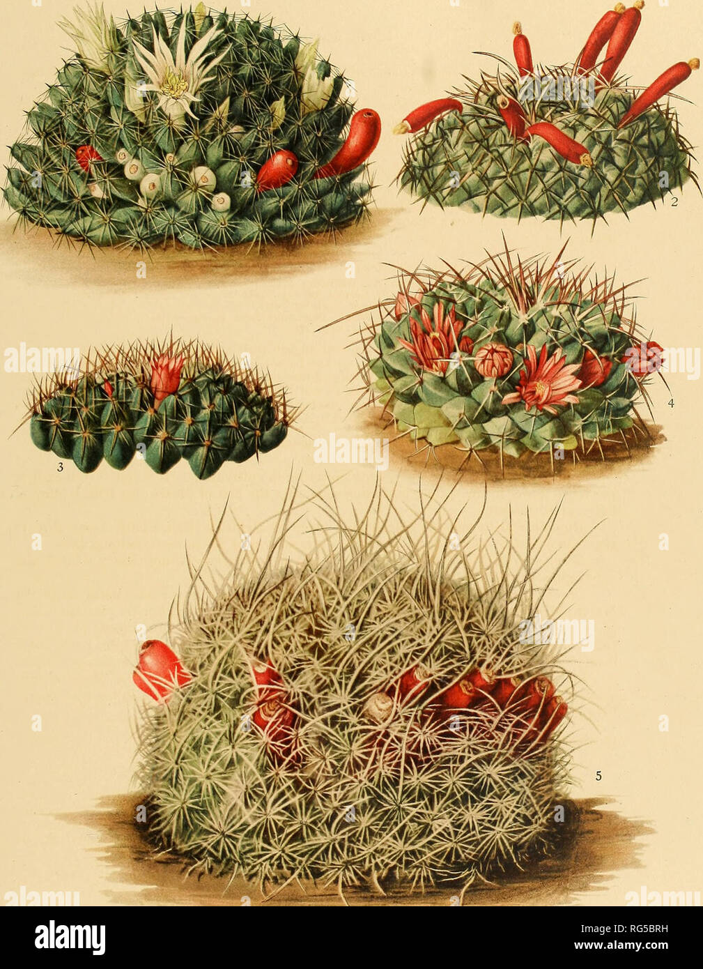 . The Cactaceae : descriptions and illustrations of plants of the cactus family. BRITTON AND ROSE, VOL. IV. M. E. Eaton del. 1 to 4 D. G. Passmore del, 5 1. Flowering and fruiting plant of Neomamviillaria applanata. 4. 2. Top of fruiting plant of Neoma77imiUa7-ia karwinskiana. 5. 3. Top of flowering plant of Neomammillaria aureiceps. Flowering plant of Neomaminillaria inacracantha. Fruiting plant of Neomammillaria tnystax.. Please note that these images are extracted from scanned page images that may have been digitally enhanced for readability - coloration and appearance of these illustration Stock Photo