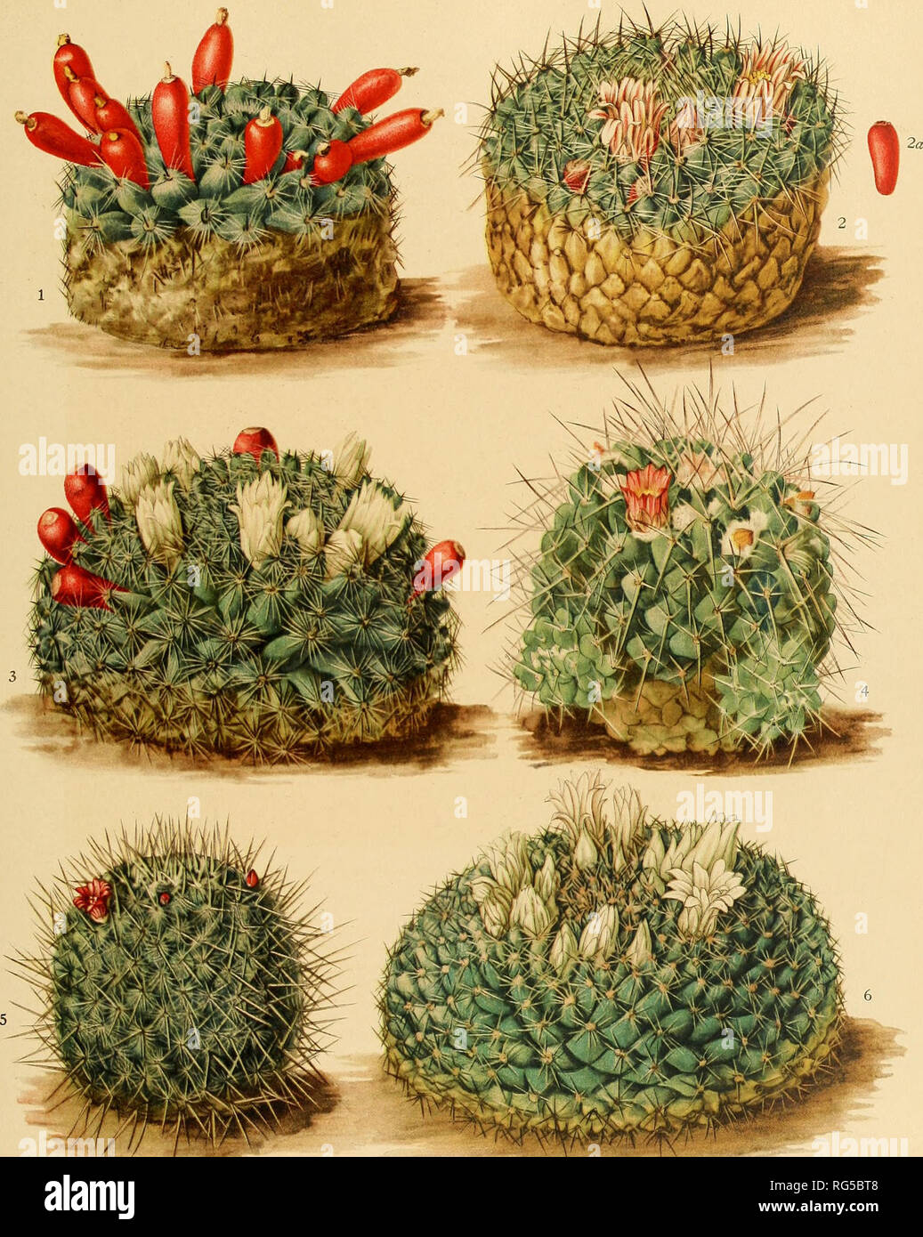 . The Cactaceae : descriptions and illustrations of plants of the cactus family. BRITTON AND ROSE, VOL. IV. M. E. Eaton del. 1. Fruiting plant of Neomammillaria gaumeri. 4. 'Blo^e.rin^ •pX'sxA oi Neo7nammillaria compressa. 2. VQ^exrg ^X'^n'i Qi Neomam7nillaria heyderi. 5. Flowering plant of yVd'(7wa;^OTz7/flrz« geminispina. 2a. Fruit of same. 6. '^o^&amp;Ln.'g^2MtoiNeoma7nmUlariaheinisphaerita. 3. Flowering and fruiting plant of Neo^nanimillaria hemisphaerica.. Please note that these images are extracted from scanned page images that may have been digitally enhanced for readability - col Stock Photo