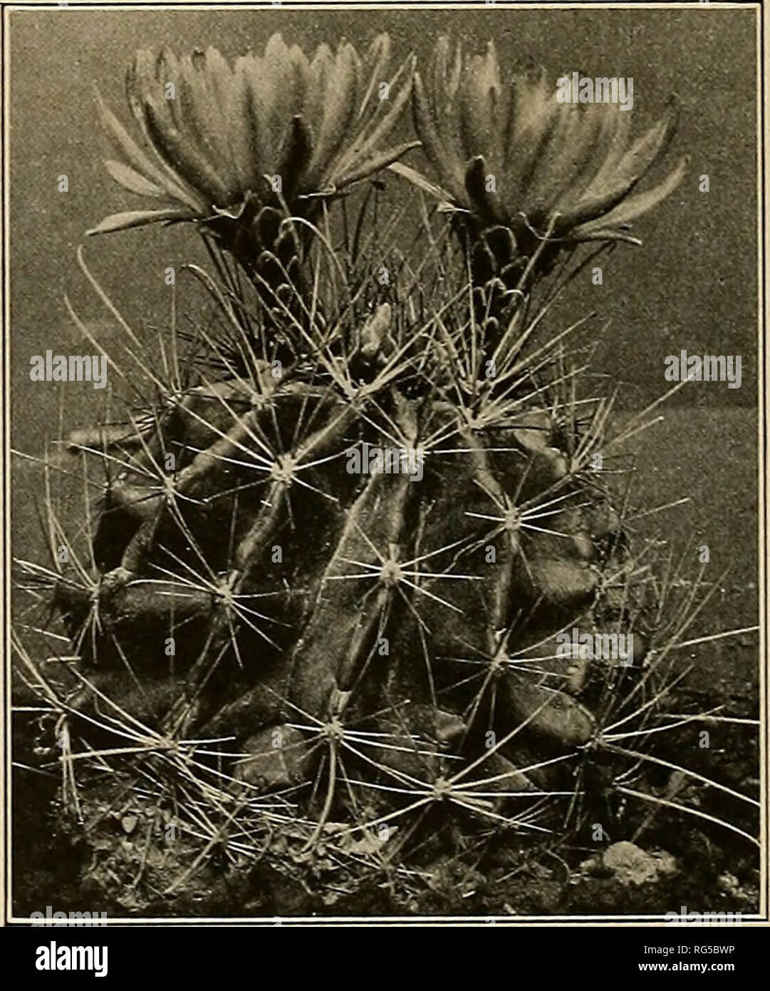 . The Cactaceae : descriptions and illustrations of plants of the cactus family. . Figs, iio and in.—Fruit and flower of Fig. 112.—Hamatocaetus setispinus. Hamatocactus setispinus. X0.8. 1. Hamatocactus setispinus (Engelmann). Echinocactus setispinus Engelmann, Bost. Journ. Nat. Hist. 5: 246. Echinocactus muehlenpfordtii Fennel, Allg. Gartenz. 15: 65. 1847. Echinocactus hamatus Miihlenpfordt, Allg. Gartenz. 16: 18. 1848. Not Forbes, 1837. Echinocactns setispinus hamatus Engelmann, Bost. Journ. Nat. Hist. 6: 201. 1850. Echinocactus setispinus setaceus Engelmann, Bost. Journ. Nat. Hist. 6: 201.  Stock Photo