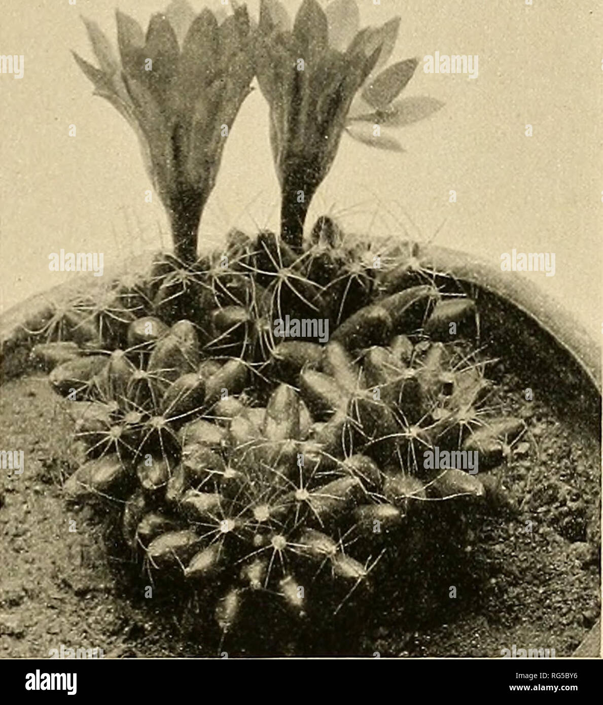 . The Cactaceae : descriptions and illustrations of plants of the cactus family. . Fig. 58.—Phellosperma tetrancistra. l''i&lt;;. 59.—Dolichothele longimamma. Mammillaria camptotricha Dams (Gartenwelt 10: 14. 1905) is usually considered as a close relative of this group, but it differs widely from it in the flowers as well as in other ways, and we believe that it is not congeneric with it (see page 126). Three species, natives of southern Texas and northern and central Mexico, are recognized. Key to Species. Spines glabrous, even when very young; species of Texas and northern Mexico i. D. spha Stock Photo