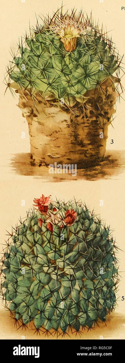 . The Cactaceae : descriptions and illustrations of plants of the cactus family. . ii^iwyk.-i:i.,.. Please note that these images are extracted from scanned page images that may have been digitally enhanced for readability - coloration and appearance of these illustrations may not perfectly resemble the original work.. Britton, Nathaniel Lord, 1859-1934; Rose, J. N. (Joseph Nelson), 1862-1928. Washington : Carnegie Institution of Washington Stock Photo