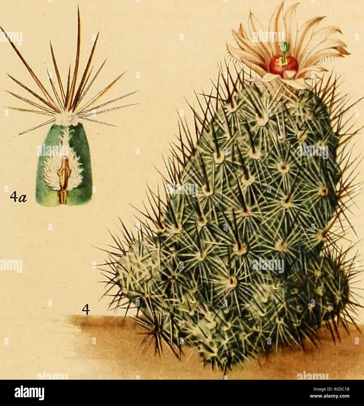 . The Cactaceae : descriptions and illustrations of plants of the cactus family. 2a. Please note that these images are extracted from scanned page images that may have been digitally enhanced for readability - coloration and appearance of these illustrations may not perfectly resemble the original work.. Britton, Nathaniel Lord, 1859-1934; Rose, J. N. (Joseph Nelson), 1862-1928. Washington : Carnegie Institution of Washington Stock Photo