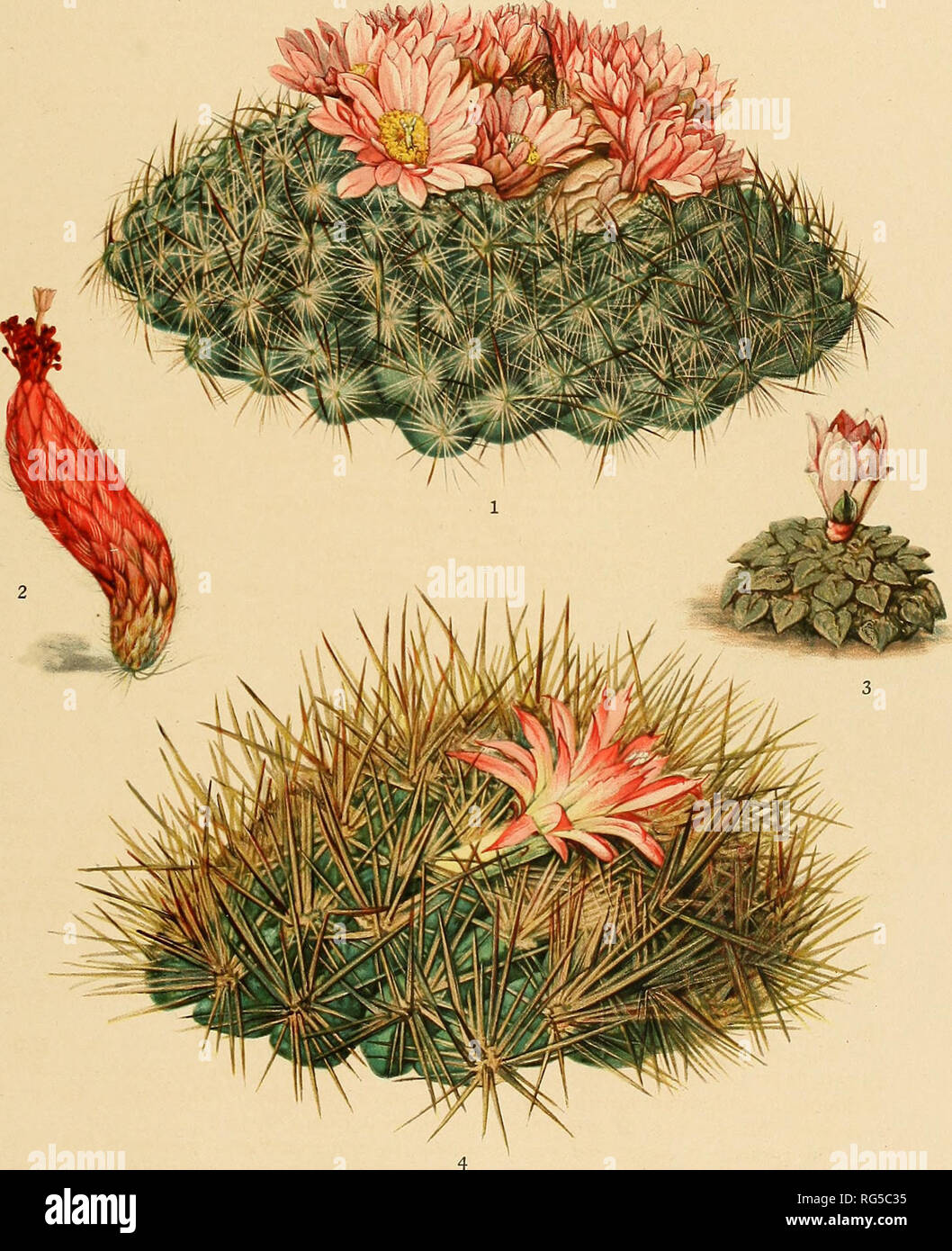 . The Cactaceae : descriptions and illustrations of plants of the cactus family. BRITTON AND ROSE, VOL III PLATE VIII. M. E. Eaton del. 1. Top of flowering plant of Pediocactus simpsonii. 2. Flower of Denmoza rhodacantha. 3. Flowering plant of Ariocarfius kohchoubeyanus 4. Top of flowering plant of Neoporteria subgibbosa. (All natural size.). Please note that these images are extracted from scanned page images that may have been digitally enhanced for readability - coloration and appearance of these illustrations may not perfectly resemble the original work.. Britton, Nathaniel Lord, 1859-1934 Stock Photo