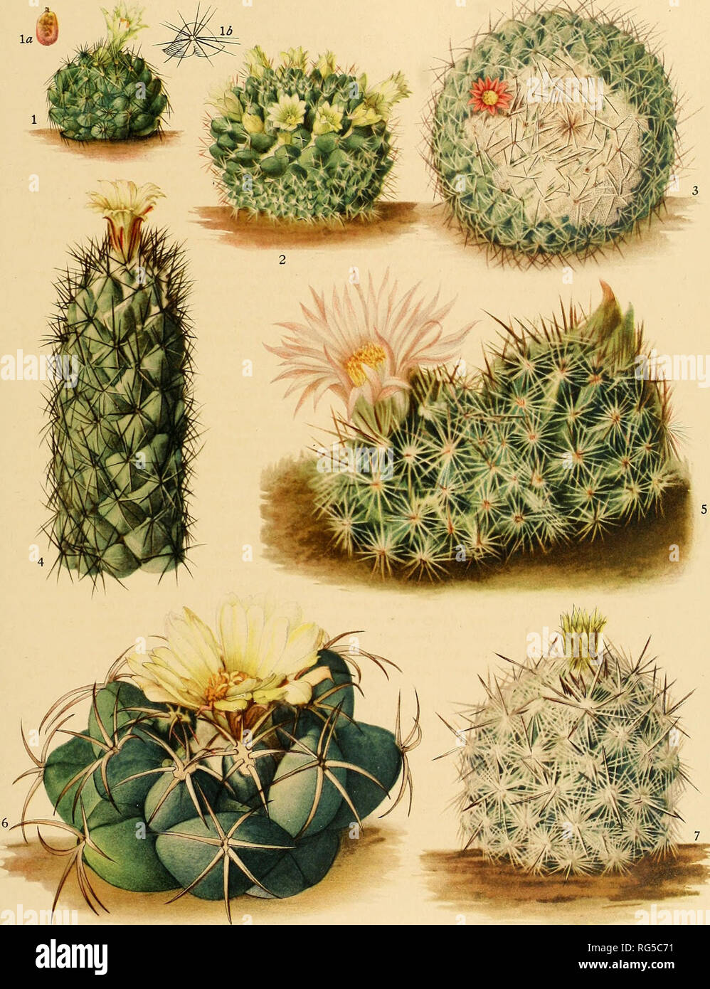 . The Cactaceae : descriptions and illustrations of plants of the cactus family. BRITTON AND ROSE, VOL. IV. M. E. Eaton del. 1 to 4, 6, 7 A. A. Newton del. 5 1. Flowering plant of Coryphantha cubensis. la. Fruit of same. Id. Tubercle of same. 2. Flowering plant of Neomammillaria confusa. 3. Flowering plant of Neomammillaria geminispina. 4. Top of flowering plant of Coryphantha durangensis. 5. Flowering plant of Coryphantha arizojiica. 6. Flowering plant of Coryphantha bumamma. 7. Flowering plant of Coryphantha chlorantha.. Please note that these images are extracted from scanned page images th Stock Photo