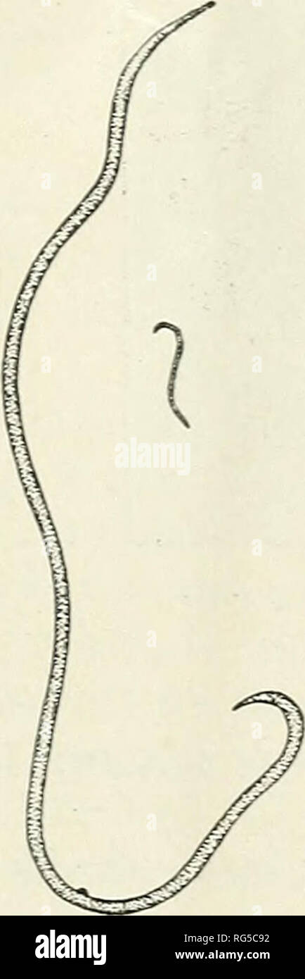 A Calendar Of Livestock Parasites Cattle Parasites Livestock A Calendar Of Livestock Parasites November Ii Control Worms In Chickens Take Continued Precautions Against Trichinosis Make Certain That Houses To Be Occupied