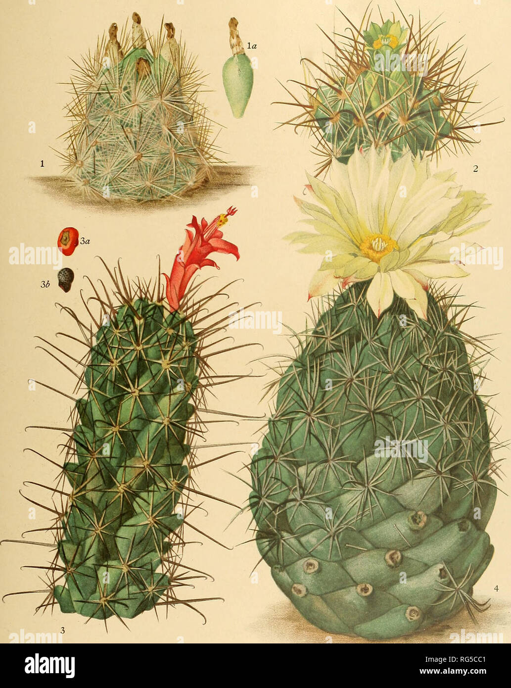 . The Cactaceae : descriptions and illustrations of plants of the cactus family. BRITTON AND ROSE, VOL. IV PLATE II. M. E. Eaton deL 1. Fruiting plant of Coryphatitha neo-mexicana. a. Fruit of same. 2. Top of flowering plant of Ancistrocadus scheeri. 3. Flowering plant of Cochemiea poselgeri. Za. Fruit of same. 3b. Seed of same. 4. Flowering plant of Coryphantha cornifera.. Please note that these images are extracted from scanned page images that may have been digitally enhanced for readability - coloration and appearance of these illustrations may not perfectly resemble the original work.. B Stock Photo