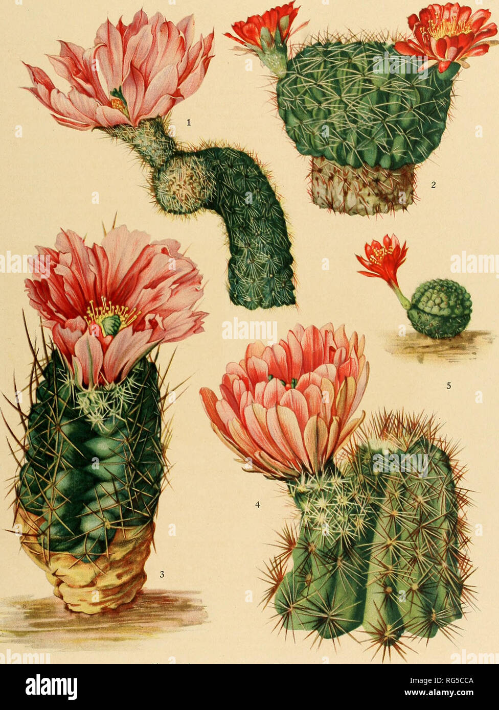 . The Cactaceae : descriptions and illustrations of plants of the cactus family. BRITTON AND ROSE, VOL. Ill PLATE IV. M. E. Eaton del. 1. Top of flowering plant of Echinocereus sciurus. 2. Flowering plant of Lobivia cinnabarina. 3. Flowering plant of Echinocereus fendleri. 4. Top of flowering plant of Echinocereus lloydii. 5. Flowering plant of Rebutia minuscula. (All natural size.). Please note that these images are extracted from scanned page images that may have been digitally enhanced for readability - coloration and appearance of these illustrations may not perfectly resemble the original Stock Photo