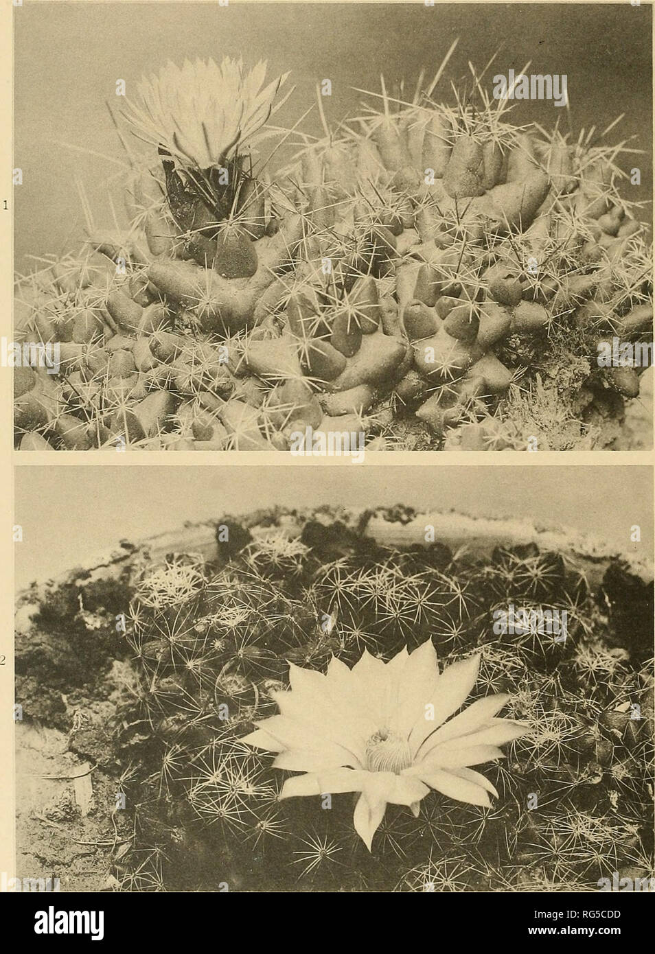 . The Cactaceae : descriptions and illustrations of plants of the cactus family. BRITTON AND ROSE, VOL. IV PLATE I. 1. Coyypha]itha ninyonii. 2. Dolichothele sphacrica.. Please note that these images are extracted from scanned page images that may have been digitally enhanced for readability - coloration and appearance of these illustrations may not perfectly resemble the original work.. Britton, Nathaniel Lord, 1859-1934; Rose, J. N. (Joseph Nelson), 1862-1928. Washington : Carnegie Institution of Washington Stock Photo