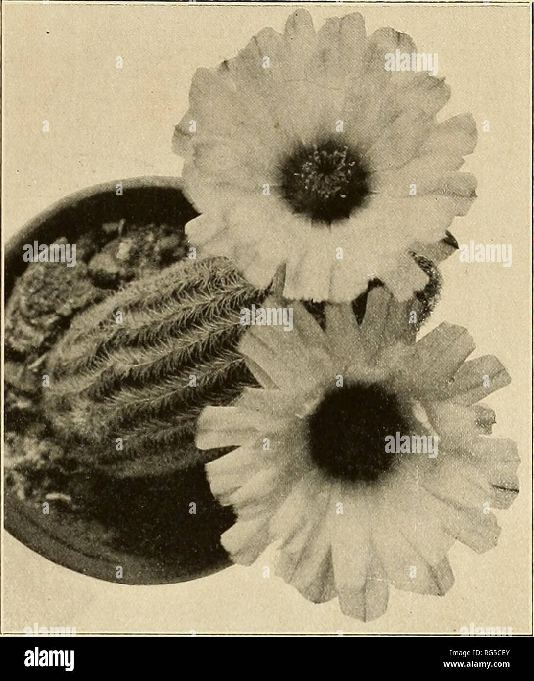 . The Cactaceae : descriptions and illustrations of plants of the cactus family. ECHINOCEREUS. 31 Collected near Guaymas, Mexico, March 10, 1910, by Rose, Standley, and Russell (No. 12570, type), and by Ivan M. Johnston, April 14, 1921 (No. 3103). It also was found as far south as Topolabampo, Sinaloa, March 23, 1910, by Rose, Standley, and Russell (No. 13349) and at San Pedro Bay, Sonora (No. 4291), and at San Carlos Bay, Sonora (No. 4344), by Mr. Johnston in 1921. It is related to E. reichenbachii, but is very distinct from it. Mr. Johnston's No. 3103 flow- ered in Washington, July 22, 1921. Stock Photo