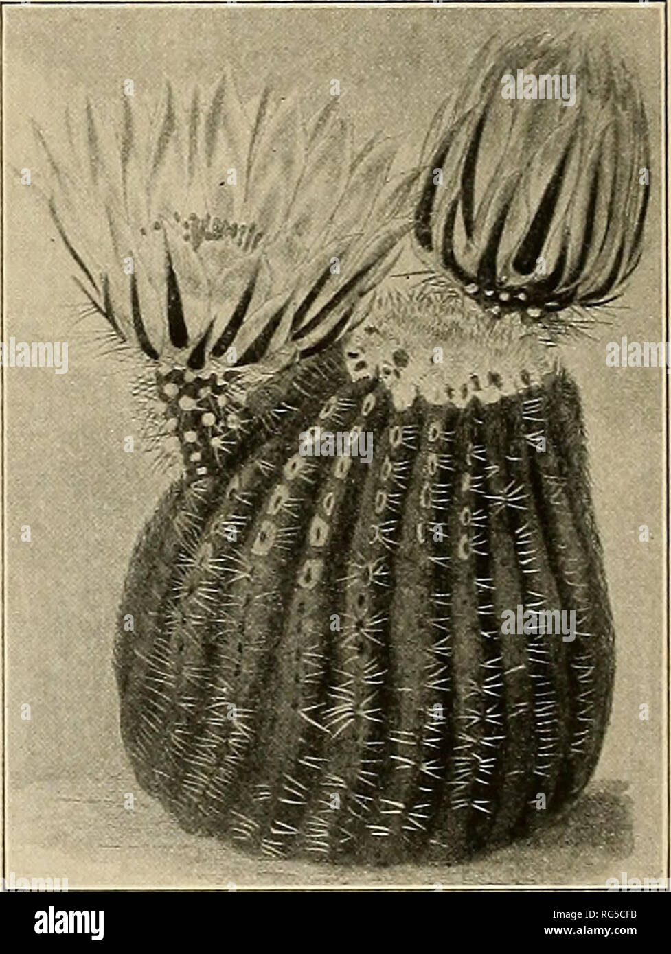 . The Cactaceae : descriptions and illustrations of plants of the cactus family. 3Q THE CACTACEAE. Pfeiffer (Abbild. Beschr. Cact. 2: pi. 10), very likely from the type collection. These illustrations are not very good, especially as to the areoles. In 1845 it was again described and illustrated, this time in Curtis's Botanical Magazine, plate 4190, from a specimen sent by a Mr. Staines from San Luis Potosi. This is from the region of Galeotti's type. We refer here Lloyd's No. 4 from Zacatecas. Cereus pectinatus laevior Salm-Dyck (Cact. Hort. Dyck. 1849. 43. 1850; Echinocereus pectinatus laevi Stock Photo