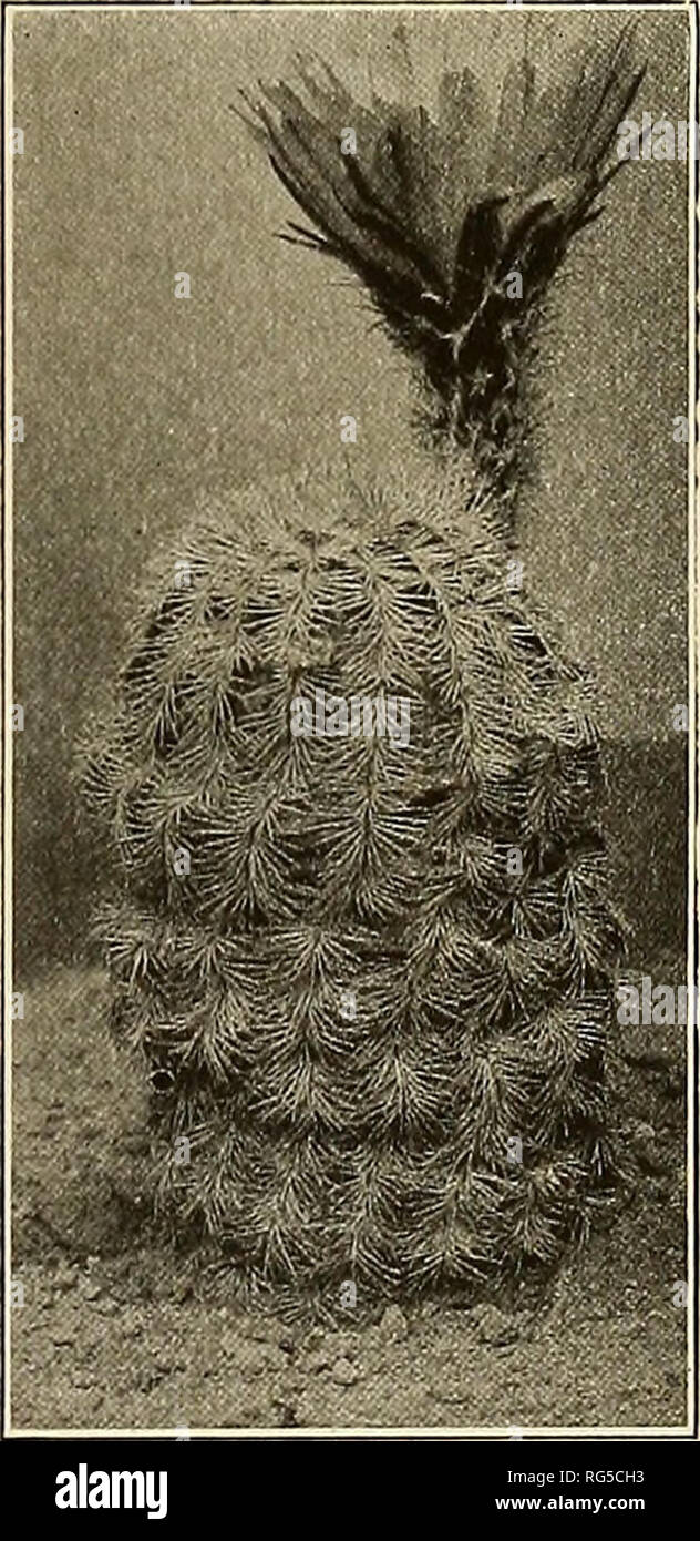 . The Cactaceae : descriptions and illustrations of plants of the cactus family. Fig. 24.—Echinocereus perbellus. Collected by Rose and Standley at Big Springs, Texas, February 23, 1910 (No. 12215). This is a very beautiful species which flowers abundantly in cultivation. If heretofore collected, it has doubtless passed as the next species to which it is related. Rose and Standley, who discovered it wild in 1910, also found it in cultivation in Texas. Figure 24 is from a photograph of the type specimen. 33. Echinocereus reichenbachii* (Terscheck) Haage jr., Index Kewensis 2:813. l893- Echinoca Stock Photo