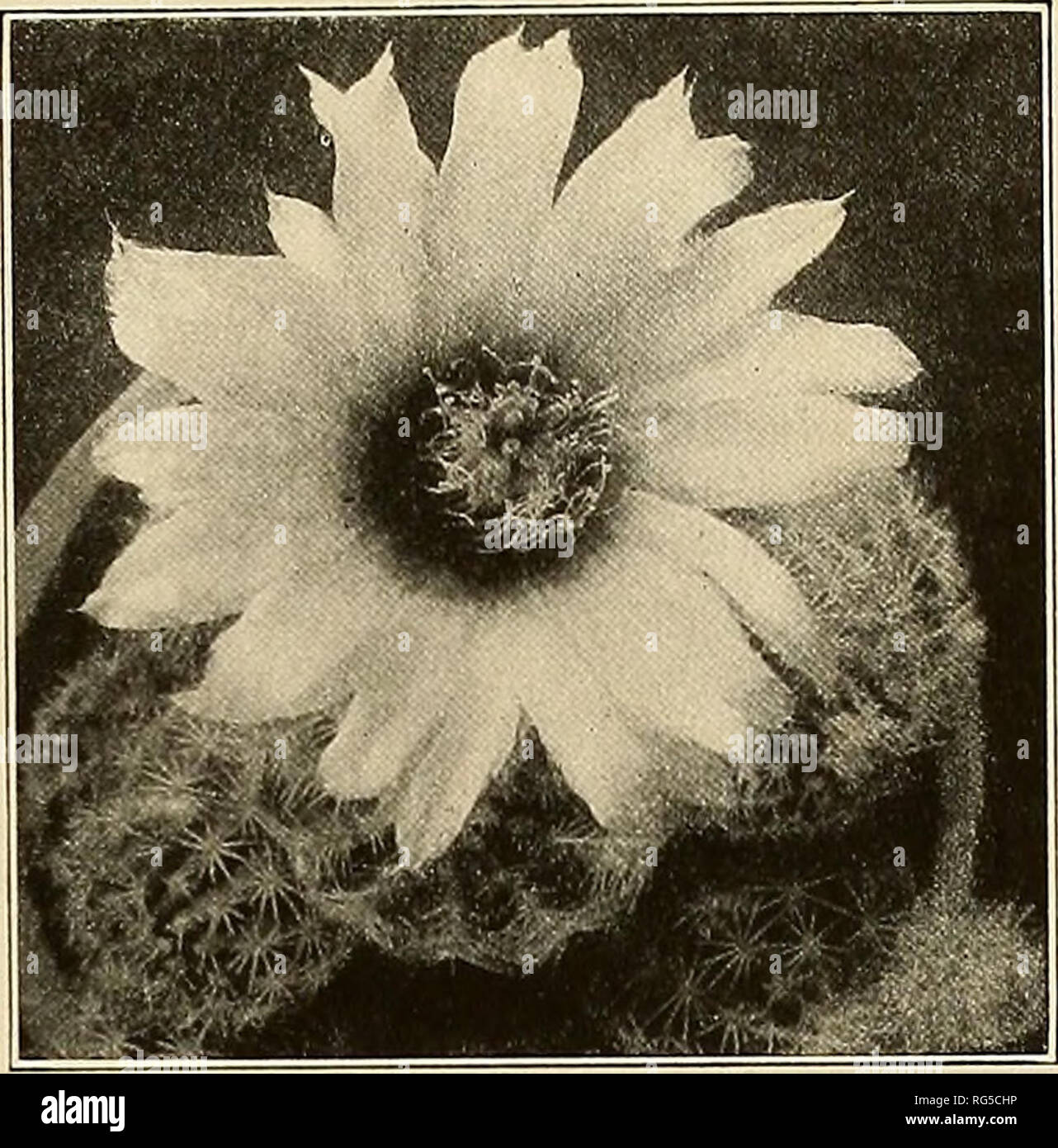 . The Cactaceae : descriptions and illustrations of plants of the cactus family. ECHINOCEREUS. 25. Fig. 24.—Echinocereus perbellus. Collected by Rose and Standley at Big Springs, Texas, February 23, 1910 (No. 12215). This is a very beautiful species which flowers abundantly in cultivation. If heretofore collected, it has doubtless passed as the next species to which it is related. Rose and Standley, who discovered it wild in 1910, also found it in cultivation in Texas. Figure 24 is from a photograph of the type specimen. 33. Echinocereus reichenbachii* (Terscheck) Haage jr., Index Kewensis 2:8 Stock Photo