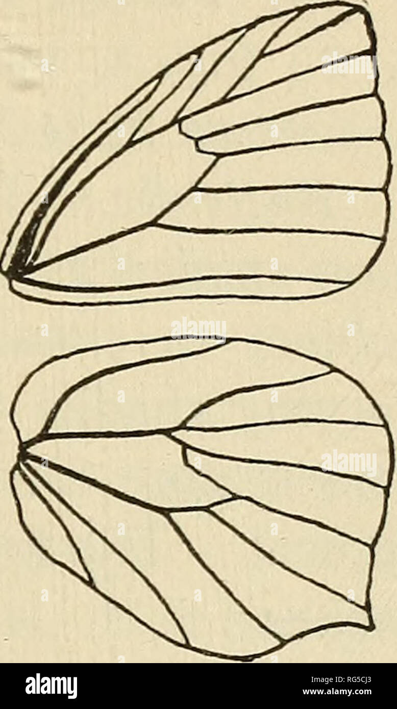 The butterfly book;. Butterflies. Genus Terias of the Pierince. The outer  margin of the wings is generally straight or slightly rounded, though in a  few species the apex is somewhat acuminate.