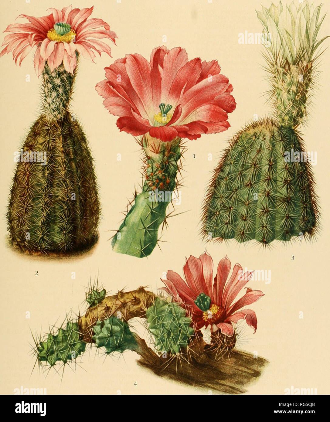 . The Cactaceae : descriptions and illustrations of plants of the cactus family. BRITTON AND ROSE, VOL. Ill PLATE III. M. E. Eaton del. 1. Top of flowering plant of Echinocereus pentalophus. 2. Flowering plant of Echinocereus fitchii. 3. Top of flowering plant of Echinocei-eus grandis. 4. Flowering plant of Echinocereus blanckii. (All natural size.). Please note that these images are extracted from scanned page images that may have been digitally enhanced for readability - coloration and appearance of these illustrations may not perfectly resemble the original work.. Britton, Nathaniel Lord, 1 Stock Photo