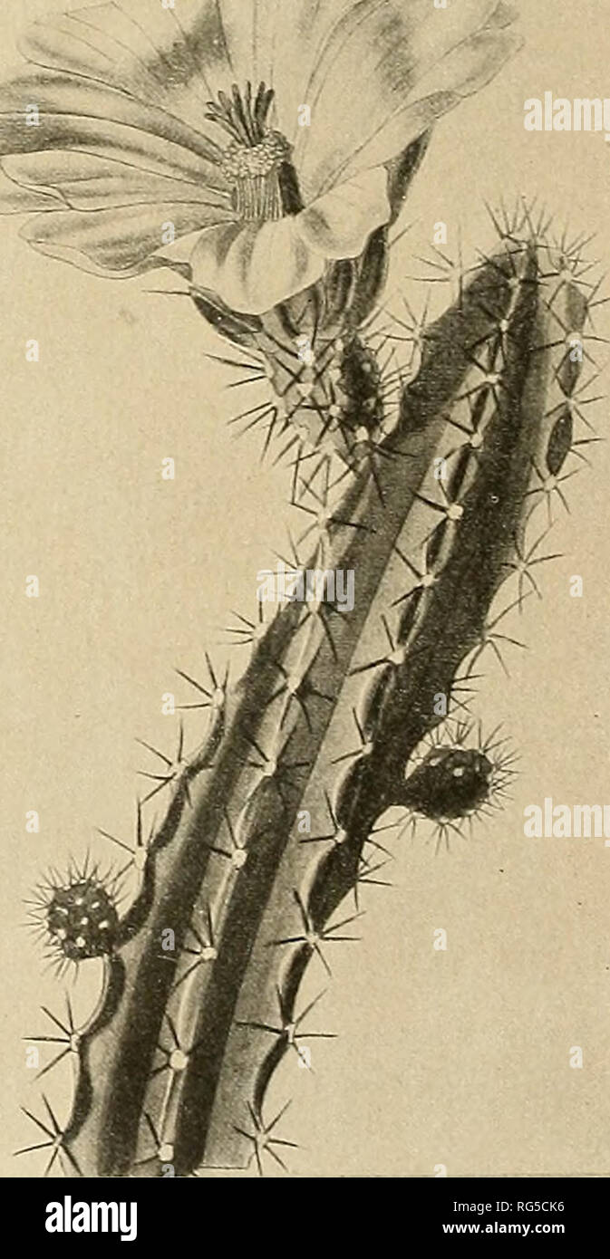. The Cactaceae : descriptions and illustrations of plants of the cactus family. â S&gt;-   j.. Fig. 20.âEchinocereus ctenoides. Fig. 20 a.âEchinocereus pentalophus. 26. Echinocereus blanckii* (Poselger) Palmer, Rev. Hort. 36:92. 1865. Cereus blanckii Poselger, Allg. Gartenz. 21: 134. 1853. Cereus berlandieri Engelmann, Proc. Amer. Acad. 3: 286. 1856. Echinocereus poselgerianus Linke, Allg. Gartenz. 25: 239. 1857. Echinocereus berlandieri Riimpler in Forster, Handb. Cact. ed. 2. 776. 1885. Echinocereus leonensis Mathsson, Monatsschr. Kakteenk. 1: 66. 1S91. Cereus leonensis Orcutt, West Amer. S Stock Photo