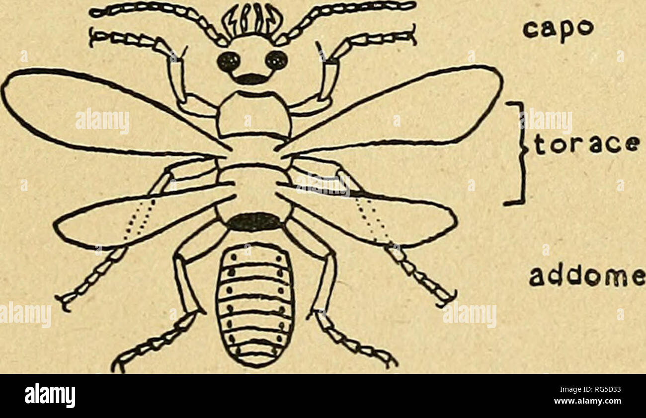 Meso torace hires stock photography and images Alamy