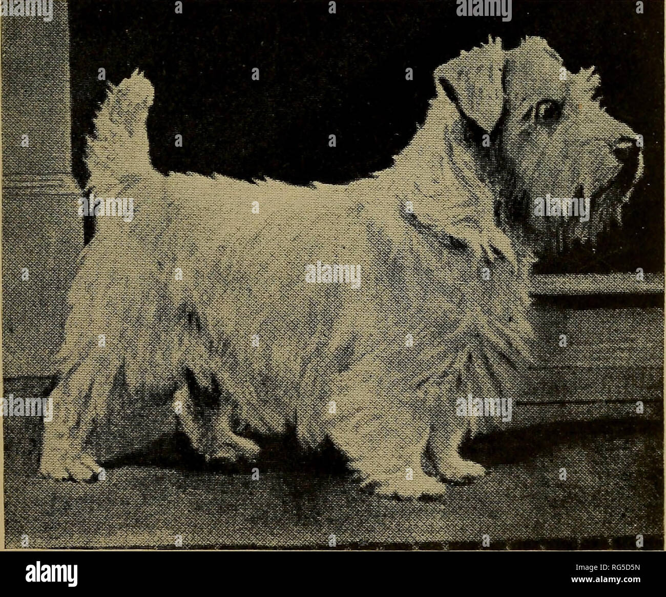 Cairn and Sealyham terriers. Cairn terriers; Sealyham terriers. &quot;The  embodiment of power and determination in a terrier.&quot; A son of  Brockholt Bronx, showing no exaggerations.. Champion Hemlock Hill Boy  Scout, American