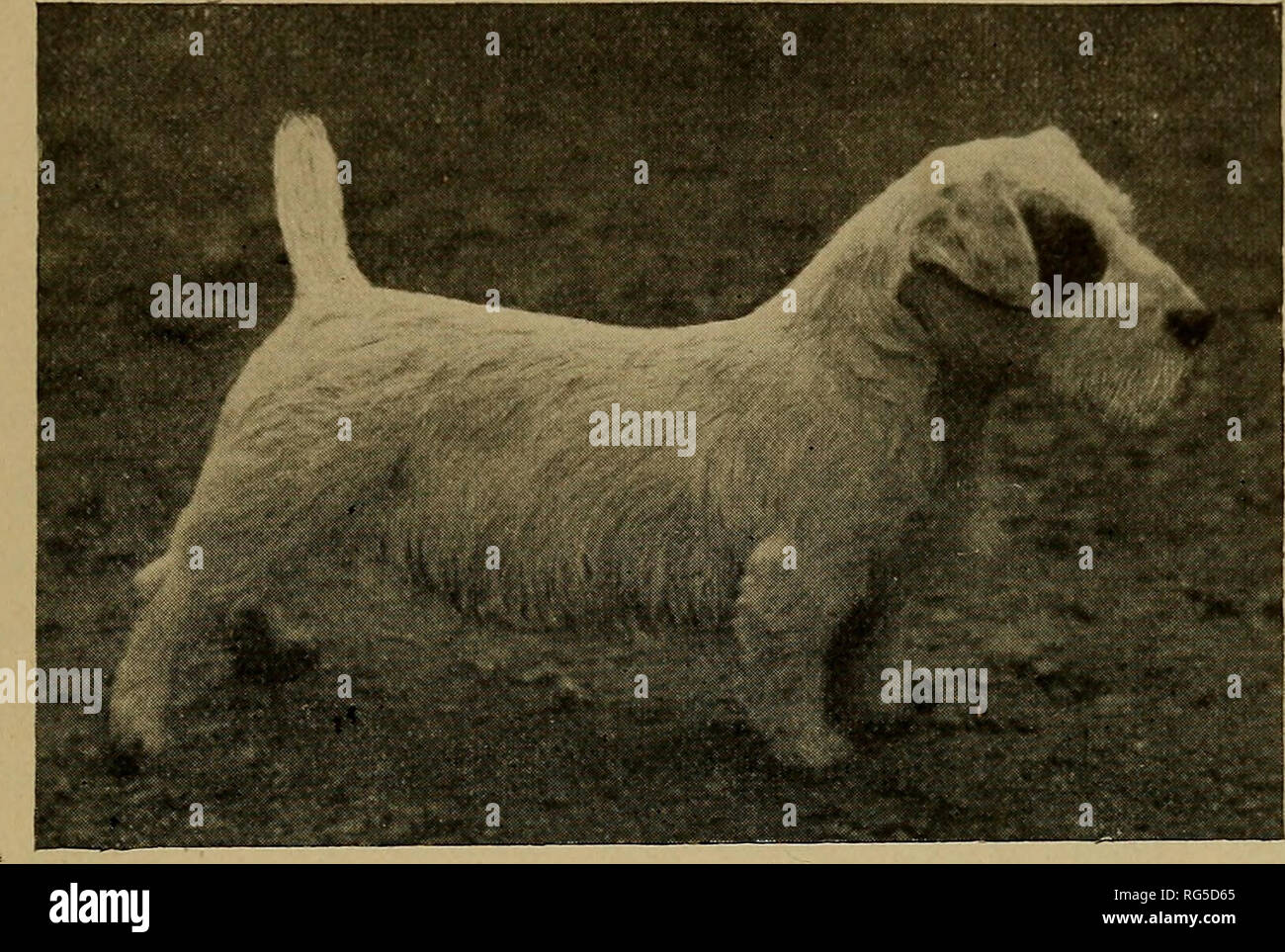 Sealyham terriers hires stock photography and images Alamy